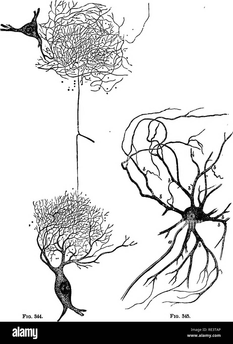 . Un texte-livre de physiologie animale, avec des chapitres d'introduction sur la biologie générale et un traitement complet de la reproduction ... La Physiologie, comparatif. La moelle COED.-GBNERAL. 483 de façon à combiner les différents processus dans notre conception mentale qu'il est dans notre esprit que l'ensemble de forme qui correspond. Fio. 344. Fig. 345. Fio. 344.-Division d'un nerf-flber élancée, et communication de ses branches avec de très ramifying traite deux cellules nerveuses de la moelle épinière de ox. 1 x 150. (Après Gerlach.) La FiQ. 345.-cellules ganglionnaires multipolaire de la partie antérieure de la matière grise de la moelle épinière de ox (après l'Deiteis). Banque D'Images