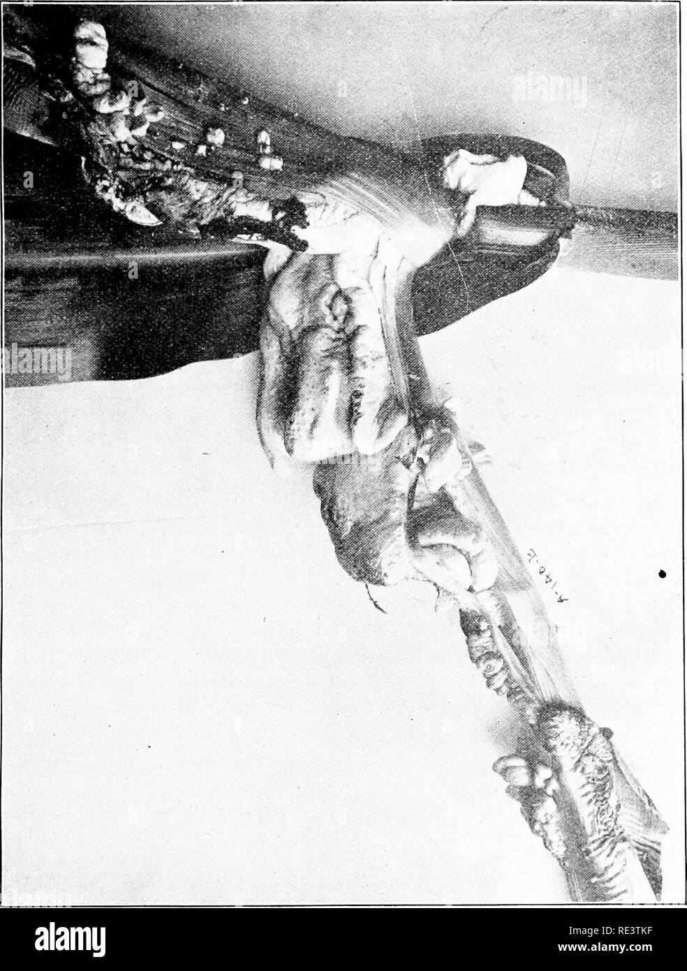 . De plus en plus ; le maïs, de juger, de reproduction, d'alimentation, le marketing ; pour l'agriculteur, étudiant et enseignant de l'agriculture, un manuel pour l'enseignement agricole et des shcools. Le maïs. Le charbon du maïs 217. Veuillez noter que ces images sont extraites de la page numérisée des images qui peuvent avoir été retouchées numériquement pour plus de lisibilité - coloration et l'aspect de ces illustrations ne peut pas parfaitement ressembler à l'œuvre originale.. Bowman, Melville Le Roy, 1881-. Waterloo, IA , vendus par Waterloo Publishing Co. Banque D'Images