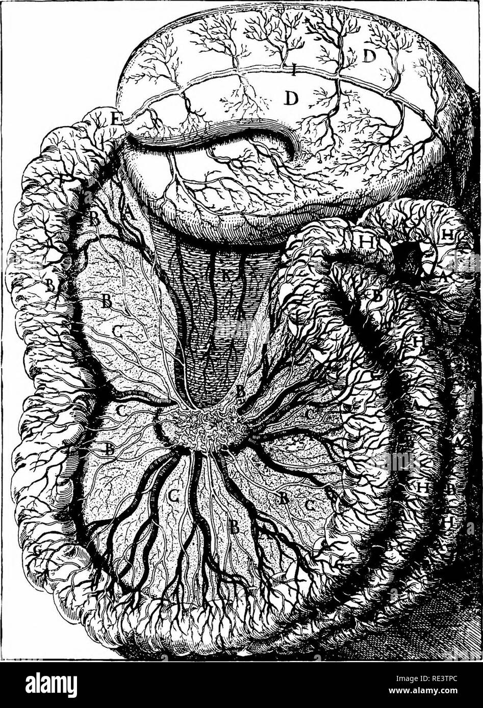 . Un texte-livre de physiologie animale, avec des chapitres d'introduction sur la biologie générale et un traitement complet de la reproduction ... La Physiologie, comparatif. 346 physiologie animale.. Bof. 290.-l'estomac, l'intestin, et mésentère, avec le sang et les vaisseaux mésentériques (lacteals légèrement réduite à partir d'une figure dans l'œuvre originale de Asellius, publié en 1628) (après Silex). A, A, A, A, A, artères et veines mésentériques ; B, B, B, B, B, B, B, B, B, B, lacteals ; C, C, C, C, mésentère ; UN D, l'estomac ; E, portion pylorique de l'estomac, duodénum ; F ; G, G, G, jéjunum ; H, K, H, H, H, iléon ; /, artère et veine sur fxm Banque D'Images