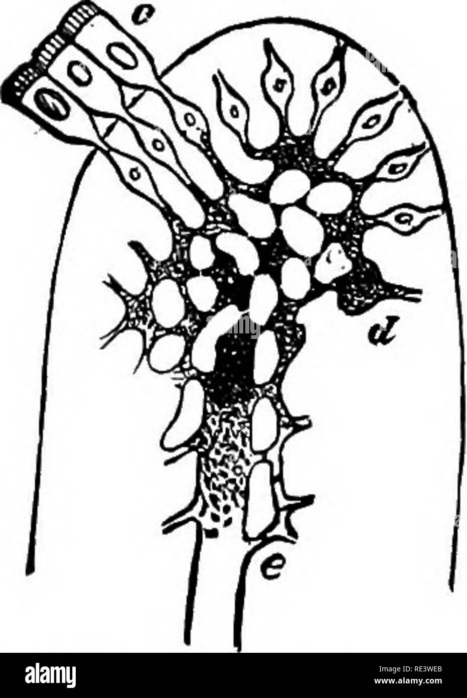 . La physiologie des animaux domestiques ... La physiologie, l'étude comparative ; physiologie vétérinaire. 456 DE LA PHYSIOLOGIE DES ANIMAUX DOMESTIQUES. leucocytes, ce qui, dans l'assimilation des albuminoids remplir un rôle analogue à celui des globules rouges globules de la respiration. Il suppose que la raison pour laquelle la peptone ne peut être reconnu dans le sang, c'est parce qu'il a combiné avec ces cellules lymphatiques, et est, par leur médiation, transportés à différentes parties du corps ; et il considère la rapide pro- liferation des cellules du tissu adénoïde de la mem- brane muqueuse intestinale et des plaques de Peyer Banque D'Images