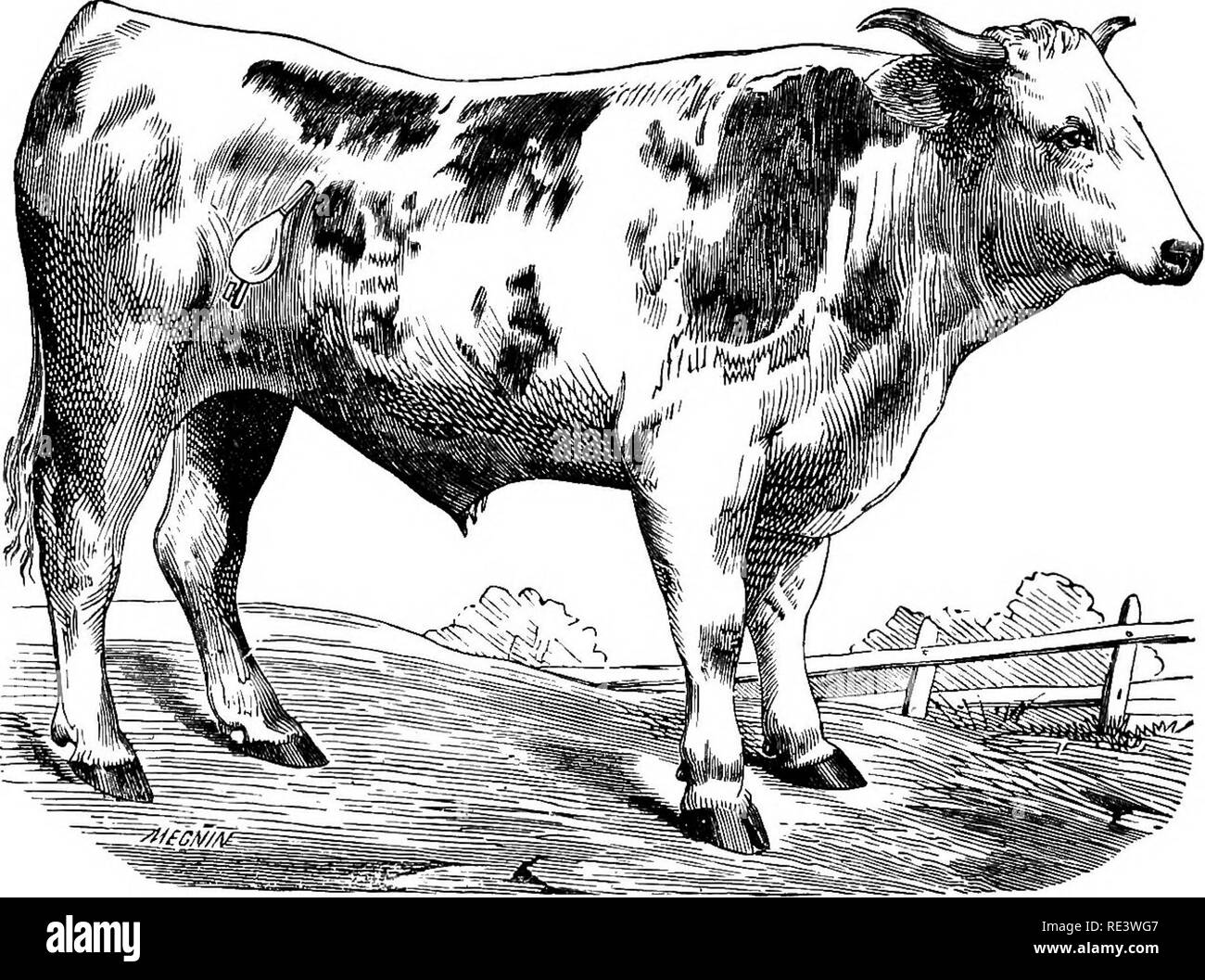 . La physiologie des animaux domestiques ... La physiologie, l'étude comparative ; physiologie vétérinaire. 402 DE LA PHYSIOLOGIE DES ANIMAUX DOMESTIQUES. Heidenhain a employé une méthode permettant d'établir des fistulfe pancréatique permanente qu'il prétend avoir donné des résultats satisfaisants dans ses mains. Il accises cette portion du duodénum qui contient l'ouverture du pan- conduit de creatic, rétablit la continuité de l'intestin, et coud la partie excisée, après la division de la longueur, de la plaie de l'abdomen, de sorte que l'orifice du conduit de l'extérieur s'ouvre sur la surface de l'abdomen. 1. La composition chimique des Pancrea Banque D'Images