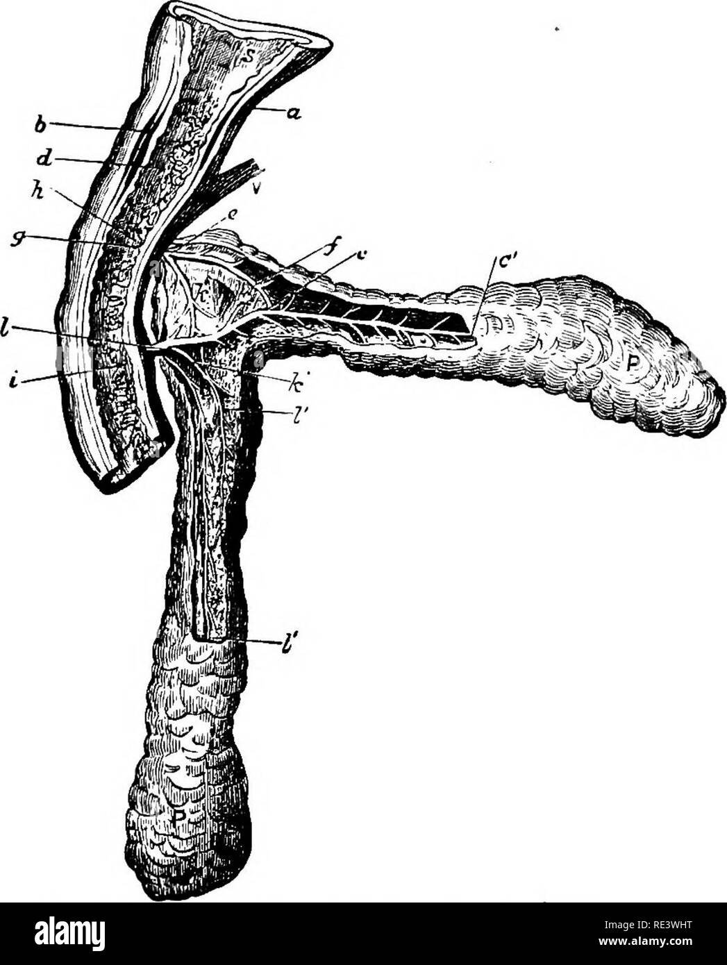 . La physiologie des animaux domestiques ... La physiologie, l'étude comparative ; physiologie vétérinaire. La digestion dans l'intestin. 397 chien, dans lequel l'opération de la fistule pancréatique ; est plus courante que dans la plupart des autres animaux, deux ductsâthe pancréatique et la plus petite ouverture dans le duodénum dans la papille même que le canal biliaire, tandis que les plus grandes et conduit inférieur s'ouvre dans le duodénum environ deux centimètres plus bas. Ces gaines communiquent par de fréquentes anasto- Moses, la partie inférieure étant toujours sélectionné pour l'opération. Dans ces animaux dans le duodénum qui dispose d'un large mésentère, comme dans la rode Banque D'Images