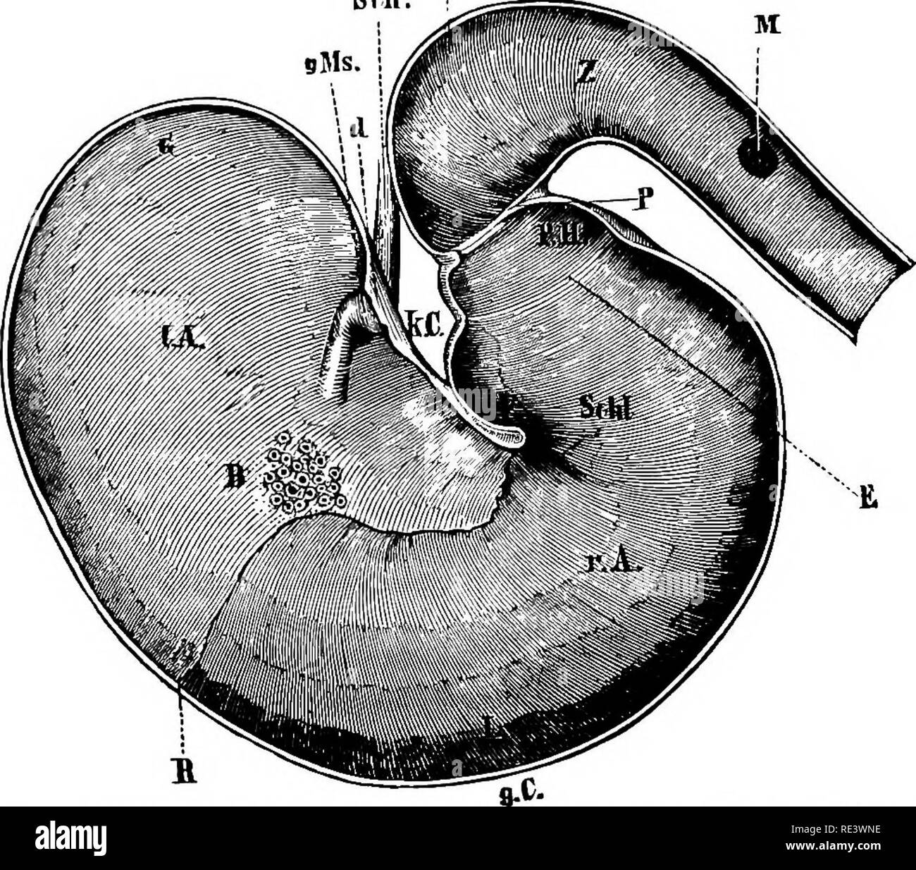 . La physiologie des animaux domestiques ... La physiologie, l'étude comparative ; physiologie vétérinaire. 336 DE LA PHYSIOLOGIE DES ANIMAUX DOMESTIQUES. a été remarqué pour le cheval. Dans ces conditions, il est un symptôme de la plus grande gravité, et dans la plupart des cas, il sera dû à la rupture partielle de la paroi de l'œsophage. Les ruminants, aussi, l'habitude de ne pas vomir, mais le faire à l'occasion. Lorsque la structure de l'estomac du ruminant est examinée, toutes les conditions ne semblent favoriser les vomissements. L'œsophage est grand, dilatable, et a une ouverture en forme d'entonnoir Banque D'Images