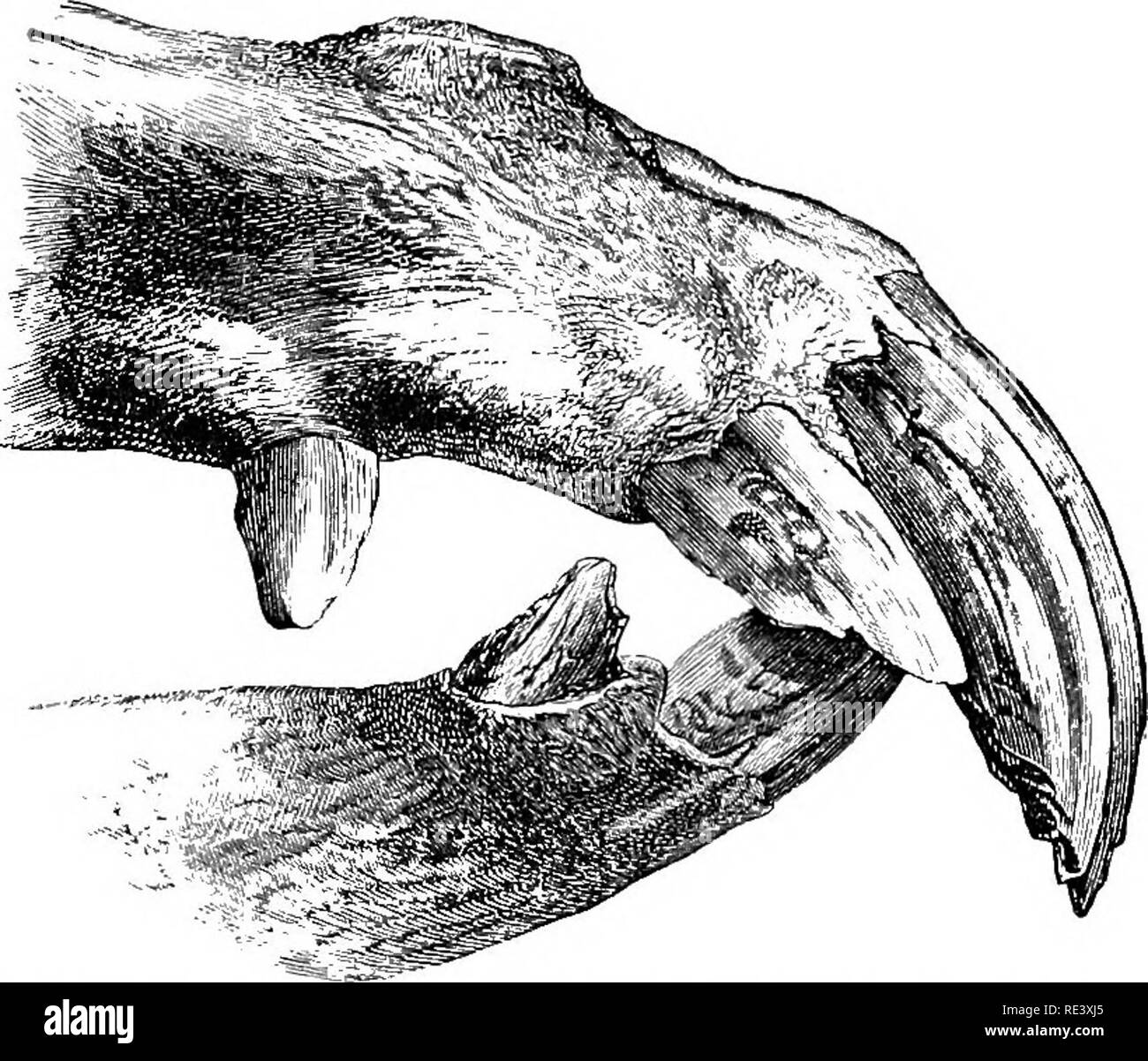 . La physiologie des animaux domestiques ... La physiologie, l'étude comparative ; physiologie vétérinaire. 234 DE LA PHYSIOLOGIE DES ANIMAUX DOMESTIQUES. large et aplati en forme de spatule. De chaque côté de la ligne médiane vers la racine de la langue est un très vaste enceinte circumvalkte (papille cochons. 82 et 83). Dans le boeuf la langue est fait, plus épais, et. Fig. 84.-l'» Parrot-Mouth" malformation de la bouche du cheval. (Gamgee.) plus profonde, et avec deux lignes divergentes de papilles, contenant chacune de 11 à 13 les papilles, à la base de la langue. Chez le cheval la lèvre supérieure mobile et sensible Banque D'Images