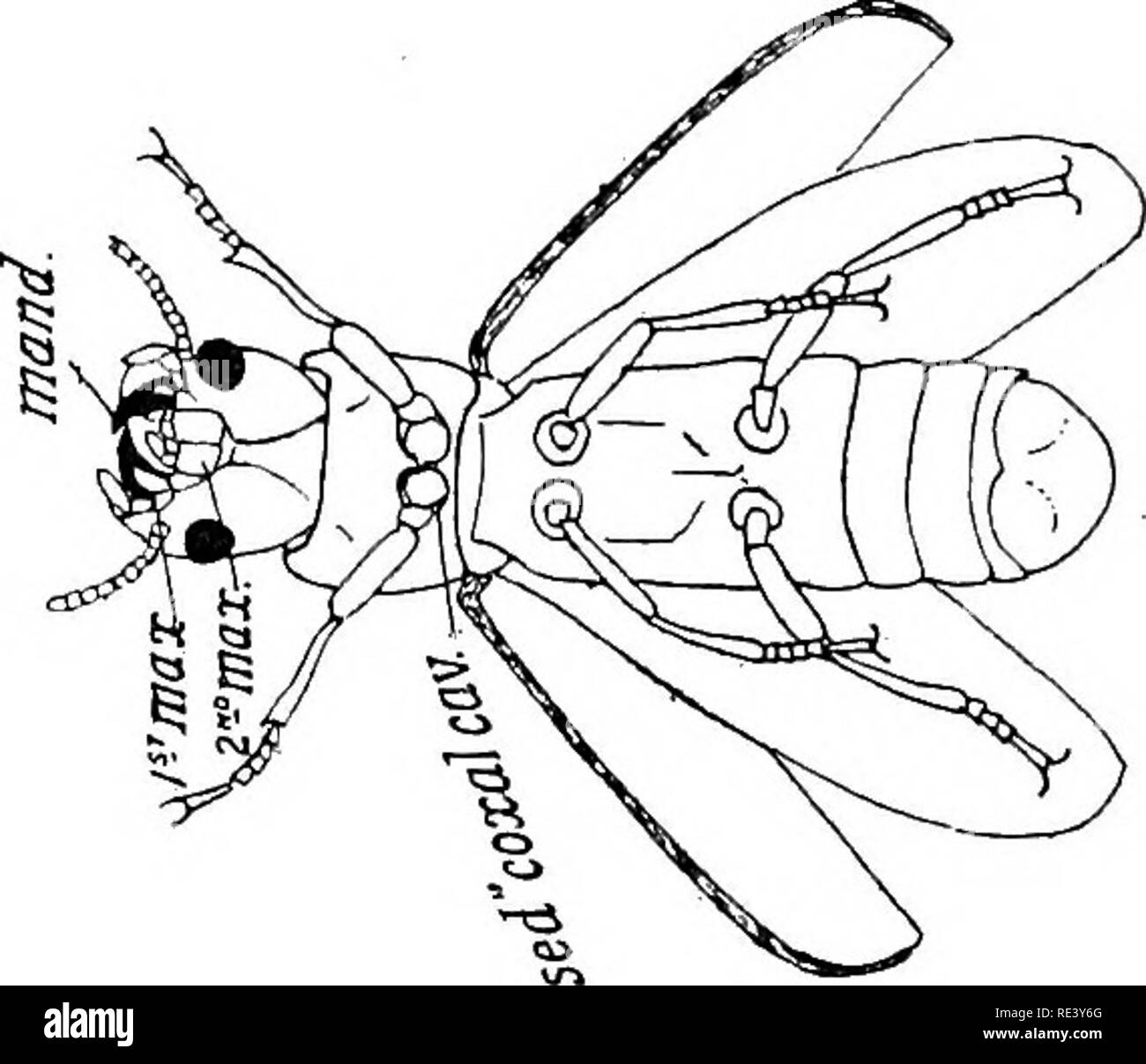 . Les médecins, de l'entomologie. Les insectes nuisibles ; insectes en tant que porteurs de la maladie. L'entomologie médicale 238 pour les agents de moins et ont des élytres rudimentaires ; d'autres {CantharincB) sont ailés et sont généralement trouvés sur les fleurs. Cantharis vesicatoria est la plaquette-beetle de la B.P., mais de nombreuses autres espèces de la famille ont des propriétés agent vésicant. (B) TenebrionidcB. Une grande famille de Coléoptères de couleur terne, dont plusieurs sont connus dans le monde entier comme extrêmement destructeur pour le grain stocké et repas. L'espèce la plus commune est Tenebrio molitor, dont la larve est le ver de farine. Les deux larve et adulte Banque D'Images