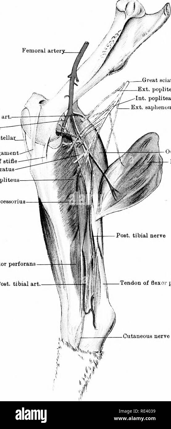 . L'anatomie du cheval, une dissection guide. Les chevaux. Xril plaque arter fémorale' -Grand nerf sciatique poplité. xt Int. nerf nerf nerf poplité Poste saplienoub pontage fémoro-poplité art. art. Je Milieu tout droit ligament rotulien ligament rotulien droit interne du ligament latéral Int. du grasset Flexor perforatua aecessoriua- Flexor Popliteus. Perforana fléchisseur tibial Post, chef de l'art intérieur gaatrocnemius chef du gastrocnémius perforatus Tendon du fléchisseur du nerf cutané post, tib-Urawc litliolraplied ial UN Vy-W" Jcfkaatjm Iimnled j iX.Iclmlmr^ UN Landon LEG-INNKR Aspect. P Banque D'Images