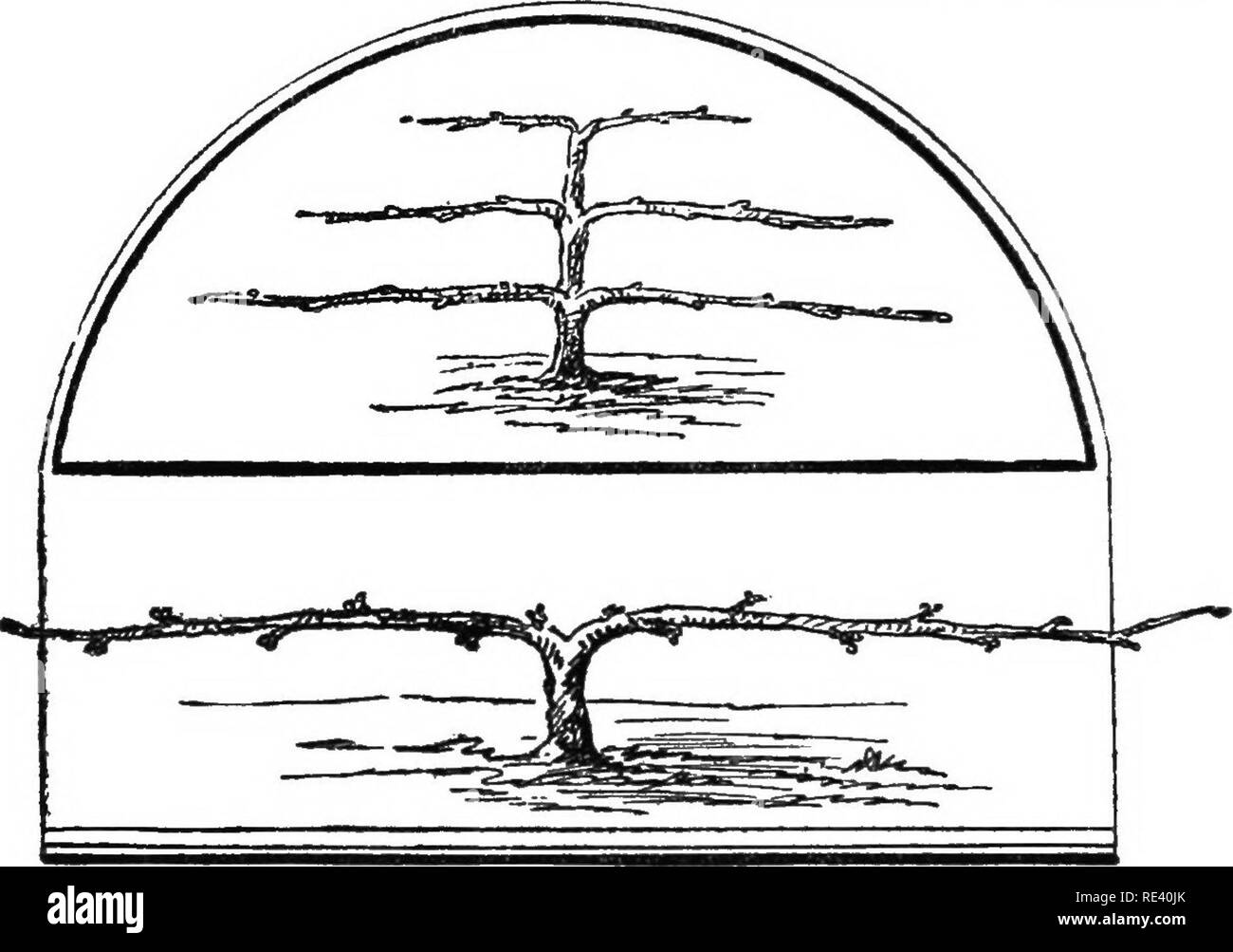 . Fruit de la culture rationnelle. La culture de fruits. 44 LA CULTURE DES FRUITS RATIONNELLE. allocation est faite pour cette légère différence, il devrait être traité de la même façon. L'espalier est vraiment un cordon, avec plus d'une paire de branches horizontales, disposés l'un au-dessus de l'autre. La paire la plus basse est cultivé d'abord comme si l'arbre était d'être un simple cordon. Mais lorsqu'il a élaboré, un sufiQciently est leader. Fig. 17.-l'espalier arbre fruitier (ci-dessus), et cordon (ci-dessous). admis à se développer, et, lorsqu'une seconde paire de branches peuvent être obtenues à partir de cela, il est arrêté, afin de détourner le pas en eux. Afterwfirds, si de Banque D'Images