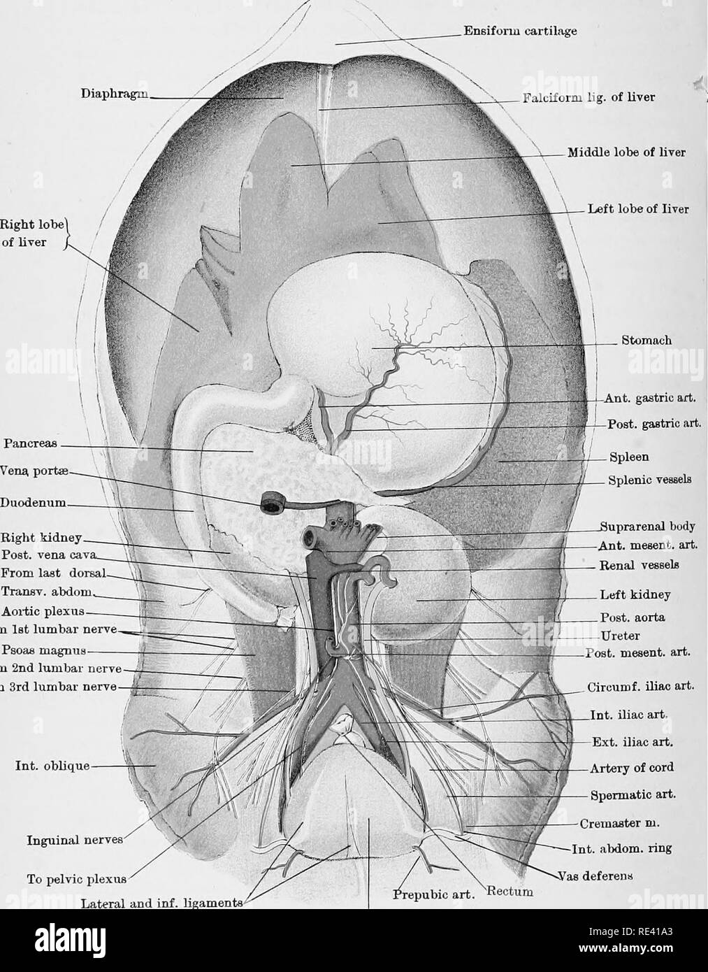 . L'anatomie du cheval, une dissection guide. Les chevaux. EnBifonii XLir plaque Diaphrag cartilage^m lig suspenseur- de foie. Rein droit Post, vena cav ; à partir de la dorsale dernière-  ^ TransT. abdom Aoi'tic du plexus lombaire Psoas nerf ist magnua--- à partir de la 2ème nerf lombaire nerf lombaire de 3e nerfs inguinale oblique Int. de plexus pelvien latérale et l'inf. suspendre Post, mesent. Circumf. art. art. iliaque art. iliaque Int., poste de l'artère iliaque cordon art - art spermatique -Creiaaster m. Int. abdom. ring -Yas déférent BUdder Drawij Pniiira &amp;ty "W Wi K, Jolmalor urfh LoTidoa EimT ?fc des viscères abdominaux, etc Banque D'Images
