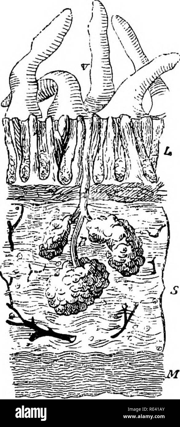 . L'anatomie du cheval, une dissection guide. Les chevaux. OP de dissection de l'abdomen. 309 Ils sont couverts par l'épithélium, et se produisent dans l'ensemble de l'intestin, mais sont plus nombreux dans l'iléon que dans le jéjunum. Elles sont composées de tissu lymphoïde. Les glandes de Peyer, ou, comme on les appelle communément, de Peyer, sont circulaires ou ovales patches formé par l'agrégation des glandes solitaires. Ils sont plus nombreux dans l'iléon que dans le jéjunum, leur nombre total étant d'environ une centaine. Elles sont réparties le long de la frontière libre ou convexe de l'intestin, et donc il était direct Banque D'Images