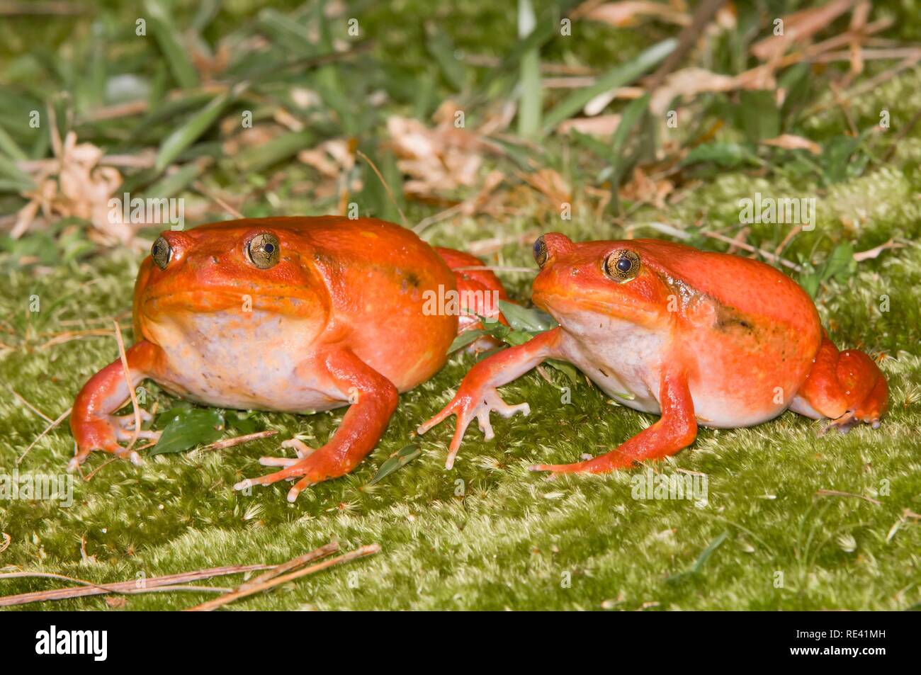 Couple de grenouilles ou Crapaud Rouge Tomate de Madagascar (Dyscophus antongilii), Madagascar, Afrique Banque D'Images
