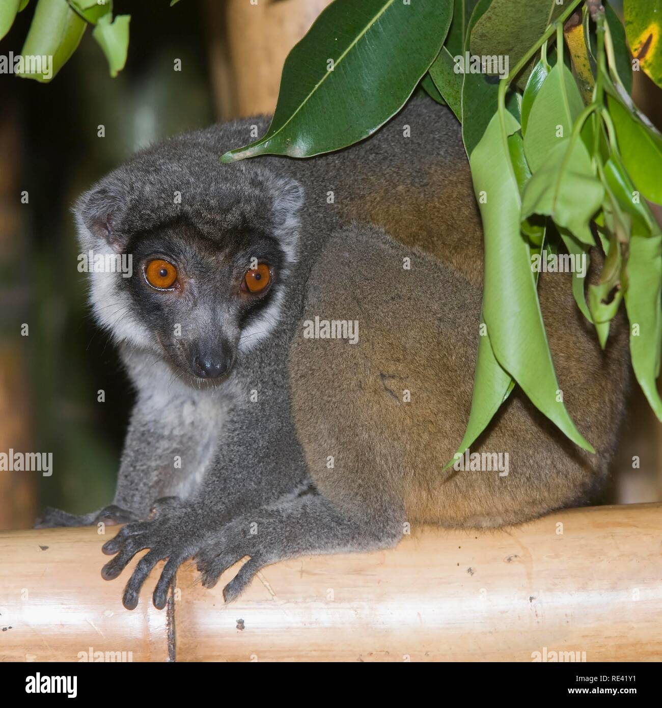 Lémurien Eulemur mongoz (mangouste), vulnérables, l'UICN 2008, Madagascar, Afrique Banque D'Images