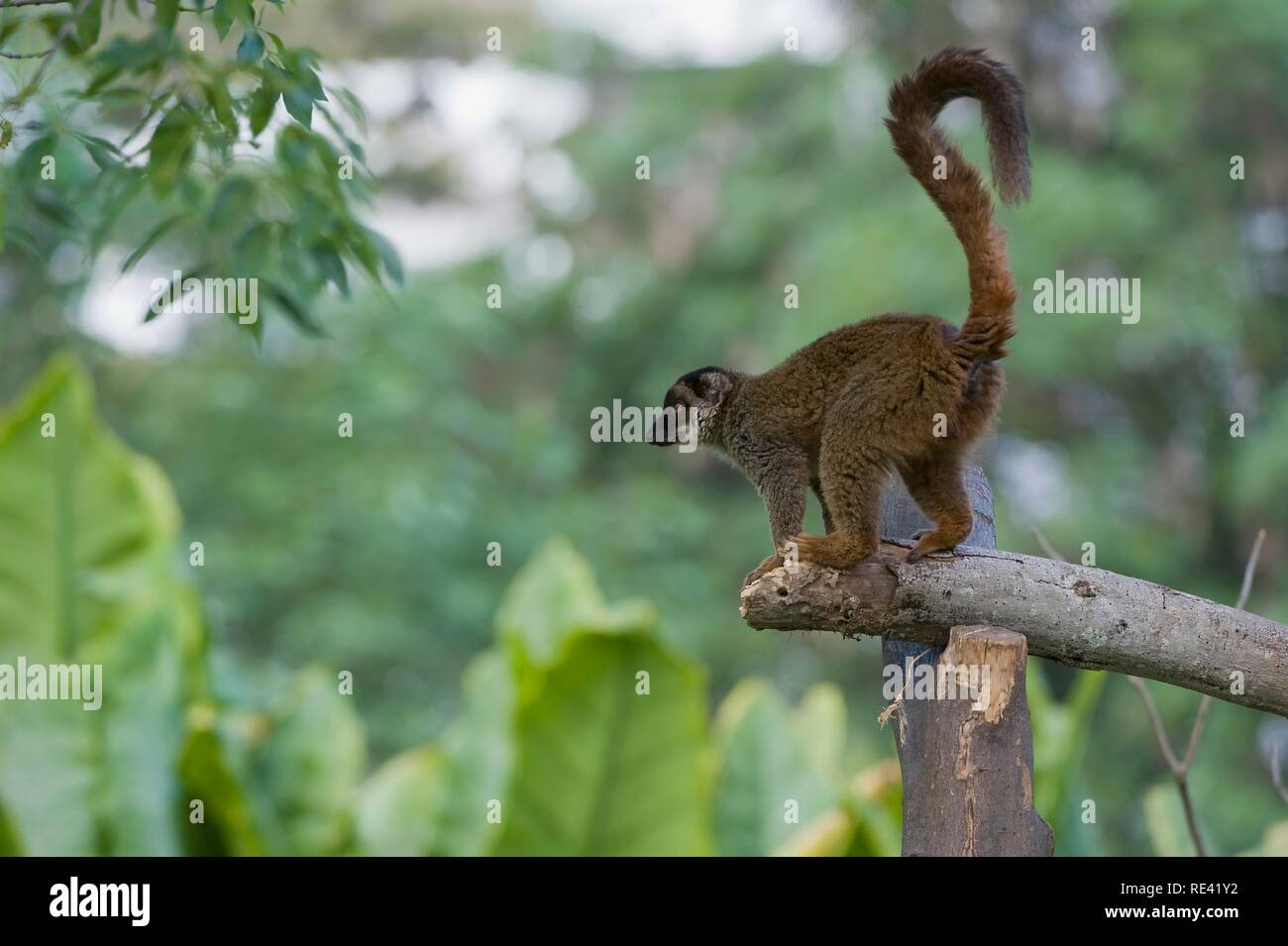 White Fronted Lemur Banque D Image Et Photos Alamy White Fronted Lemur Banque D Image Et Photos Alamy