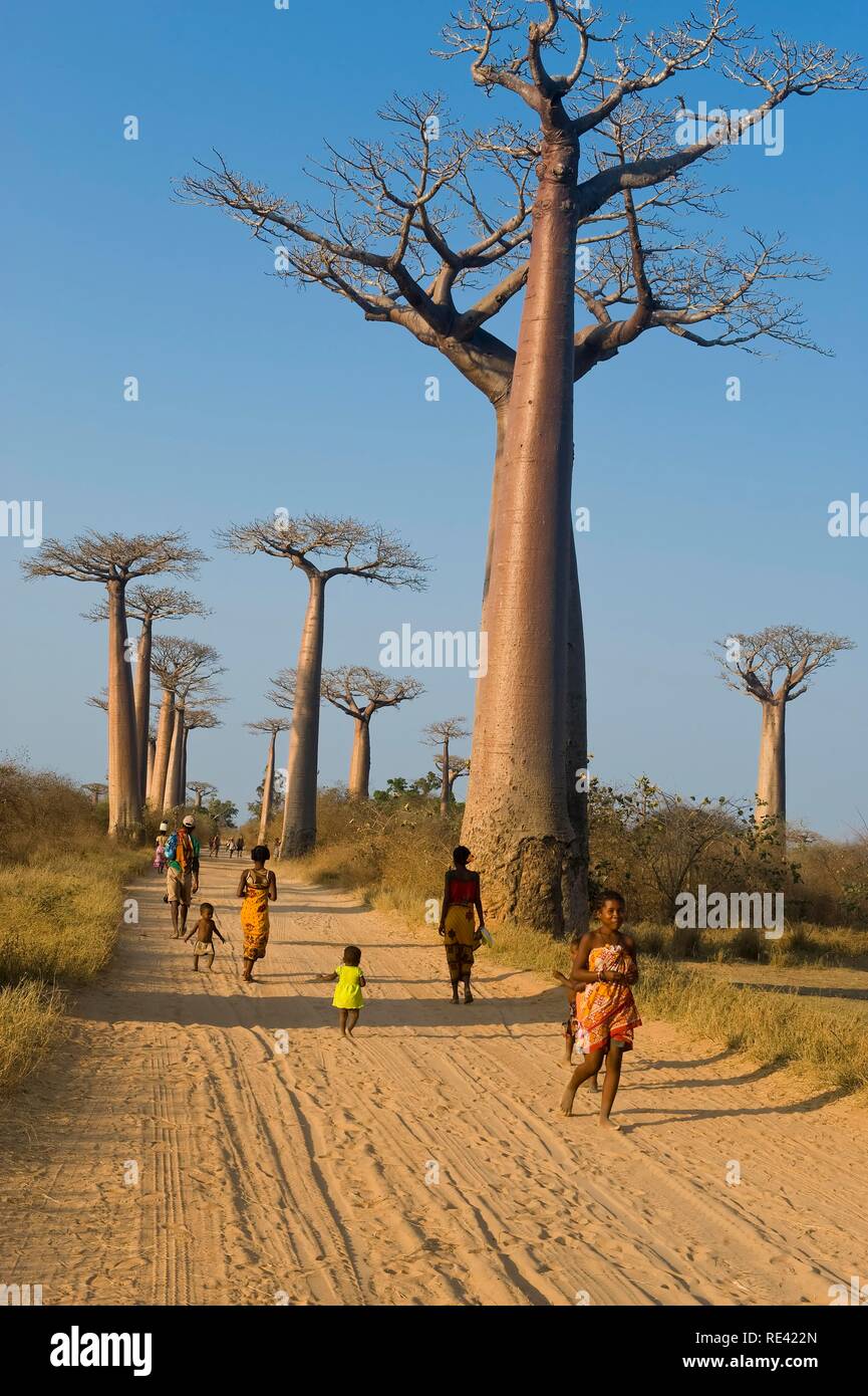 Alley des Baobabs (Adansonia grandidieri), Morondava, Madagascar, Afrique Banque D'Images