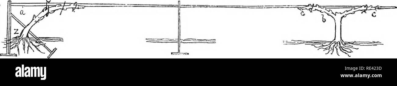 . Le jardin de fruits. La culture des fruits, des fruits des arbres. Ventilateur modifié et horizontale de trois ans de formation sur un arbre formé s pieds de haut l'espalier ; point de couper des arbres de jeune fille est d'environ 12 pouces du sol ; (u) le point d'abréger au deuxième chef d'élagage 1 pied ; (v) le point de couper les pousses latérales à 6 pouces ; (w) le point d'abréger chef à des tiers ; l'élagage (j ;)point de raccourcir les pousses latérales à l'élagage des branches ; [y] est issue de la couverture des treillis. Cette méthode com- bines les principes du ventilateur et de l'horizontale de la formation. L'arbre est formé avec une tige dressée, la jeune fille gro Banque D'Images