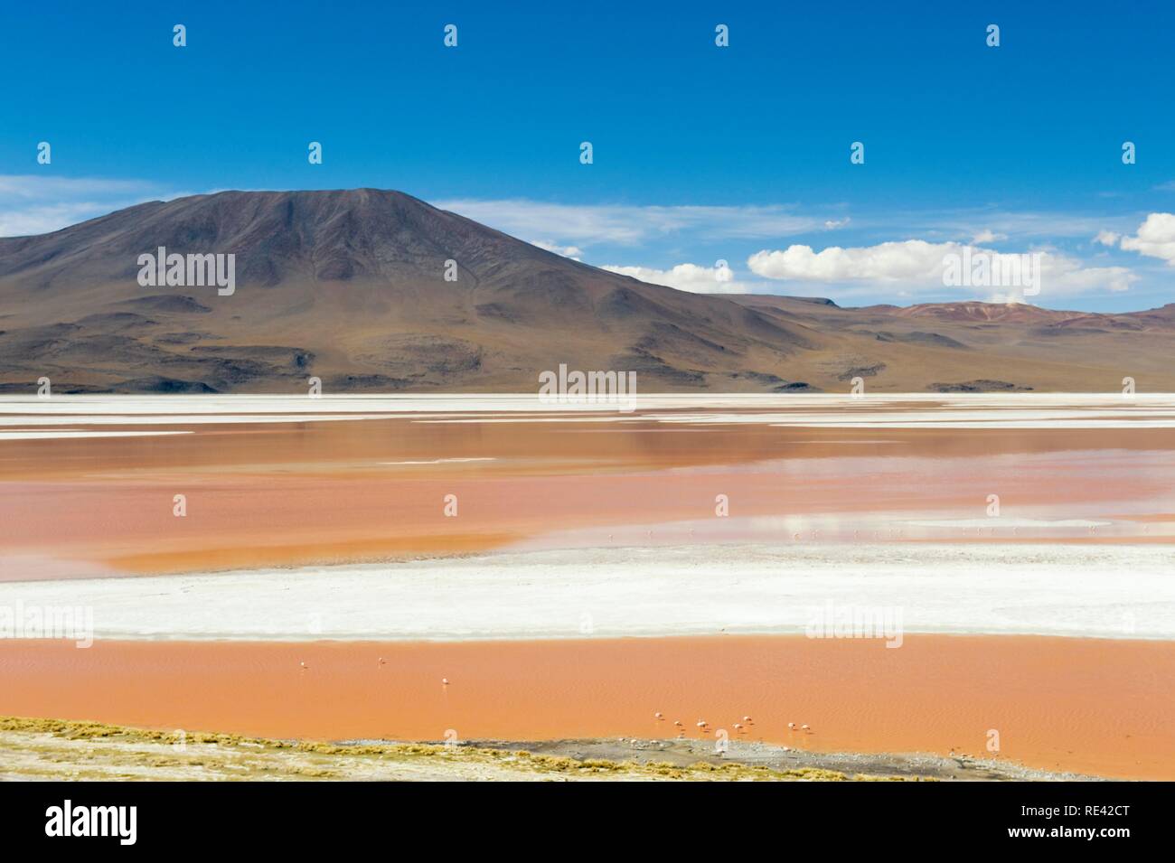 La Laguna Colorada, lagune peu profonde rouge, Altiplano salt lake, Potosi, Bolivie, Amérique du Sud Banque D'Images