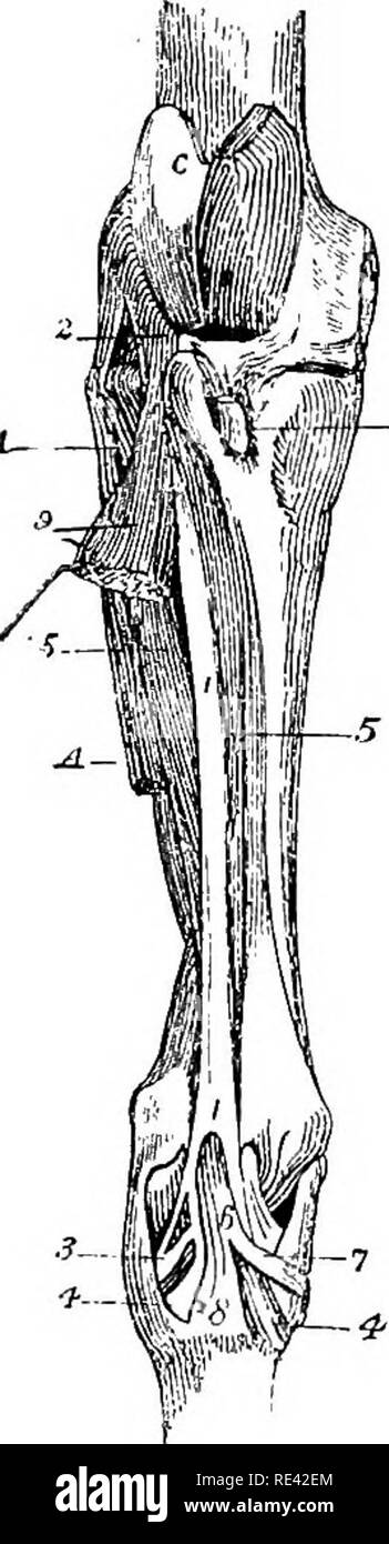 . L'anatomie du cheval, une dissection guide. Les chevaux. 76 L'ANATOMIE DU CHEVAL. Le Flexor Metatarsi (fig. 3). Ce muscle se compose de deux parties parallèles-a et superficielle une profonde. La division superficielle existe sous la forme d'un cordon tendineux avec peu ou pas de tissu musculaire, et se pose, en commun avec l'appareil extenseur pedis, à partir de la fosse entre la trochlée et le condyle externe du fémur. Ce tendon d'origine passe à travers l'encoche entre la partie antérieure et externe tubérosités à l'extrémité supérieure du tibia, et il est enveloppé par l'option --B de la membrane synoviale fémoro-tibial l Banque D'Images