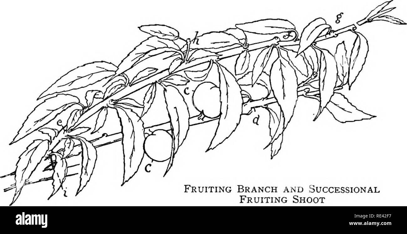 . Le jardin de fruits. La culture des fruits, des fruits des arbres. Les pêches et nectarines 103 avant de la maison, à une distance de 12 pieds de distance. Les arbres sont cordon pratique ainsi formé automatiquement, et ils produisent invariablement une bonne récolte d'excellents fruits, sans pour autant compromettre la capacité portant des fruits des arbres sur le mur arrière. Remarques générales.-Quand les arbres sont le transport de lourdes récoltes de fruits, de la faiblesse de l'eau du fumier peut être donné à chaque arrosage, mais dès que la com- mences fruits mûrissent à l'eau du fumier doit être retenue, et moins nombreuses, même si l'approvisionnement étant donné les arbres ne doivent pas être autorisés à tout moment à souffrir Banque D'Images