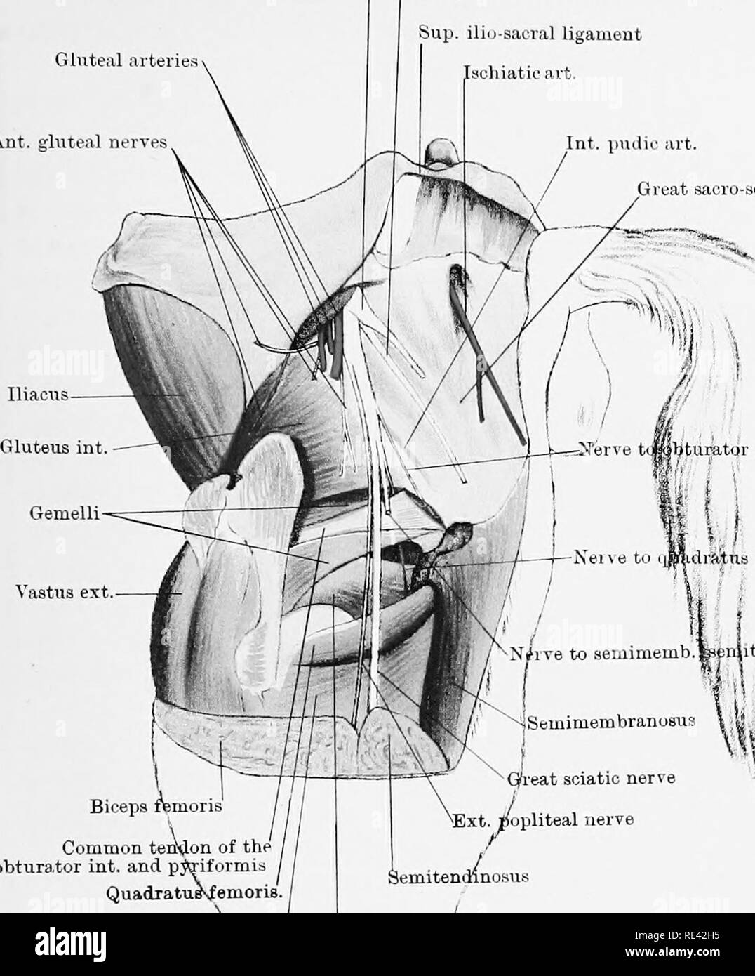 . L'anatomie du cheval, une dissection guide. Les chevaux. Artères Glutéales PLAQUE XVI-. Llpper post, nerf fessier po inférieur. jjluteal^t Sup. nerf ilio-sacrée [ligament ycliiatic article Int. &Gt;uilir sficro article GrÂ-yeiatic« au ligament. Â |) rrrN tiipl^tumtur'erTe int. et ptoaformia teri commun&lt;lon de l'obtura tor,int. riformi^^et pj Quadratu&amp;sfemoriB. Des adducteurs.^ 63 Obturateur si v' t ?e Nei à iiMLdr femyris&amp;tTiB x/ive pour semimemb eraitend^^.', ai{^Semimembranoeua bfeieps d;lj . ;||r I  %i , 0 'â q'l'eat | nerf sciatique poplité, f t. Semitend nnosut ^ ; nerf / / Drai Banque D'Images