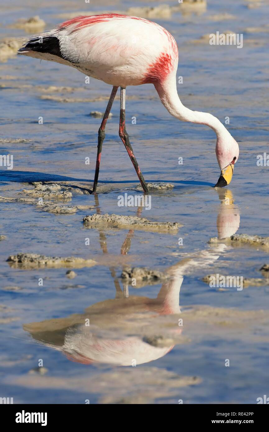 Puna ou James's Flamingo (Phoenicoparrus jamesi), Laguna Hedionda, Potosi, Bolivie, Amérique du Sud Banque D'Images