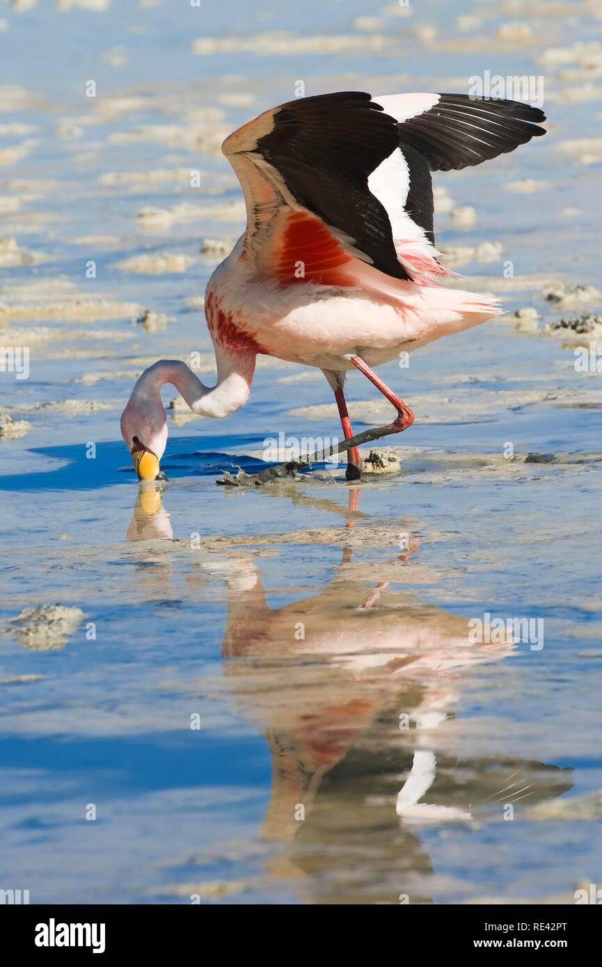 Puna ou James's Flamingo (Phoenicoparrus jamesi), Laguna Hedionda, Potosi, Bolivie, Amérique du Sud Banque D'Images