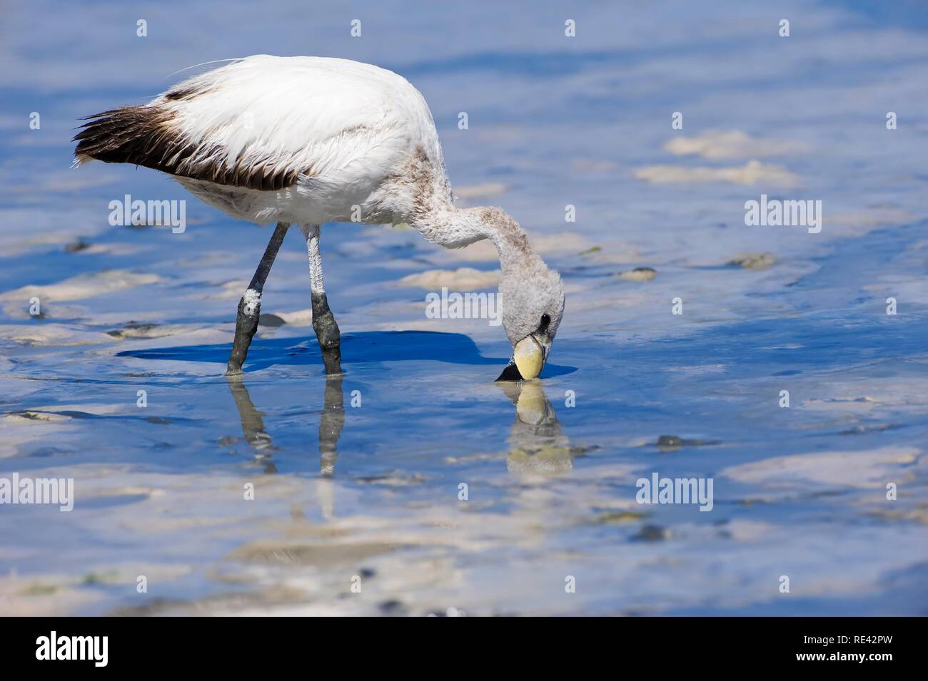 Puna ou James's jeunes Flamingo (Phoenicoparrus jamesi), Laguna Hedionda, Potosi, Bolivie, Amérique du Sud Banque D'Images