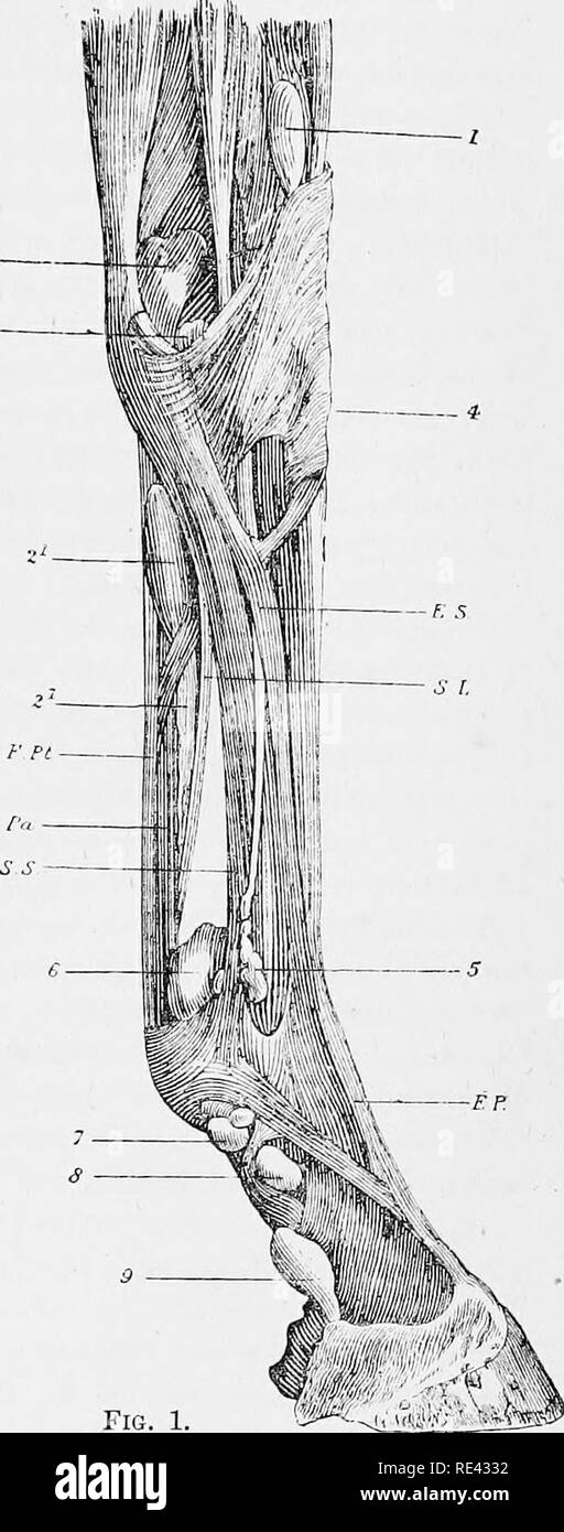 . L'anatomie du cheval, une dissection guide. Les chevaux. exteiul DISSKCTION la troisième de la face antérieure de LIMI !. 33 Le tendon est tinully insérée dans le processus pyramidal de l'os pedis. Arti,&gt;n.-TiQ première action du muscle est t( sur la deuxième phalange, puis la seconde sur la première. Lors de con- traction est continned, il produit successivement prolongation de blocage et d'^- fet du carpe. Directions.-Les tendons à l'arrière de l'du métacarpe et diyit doit ensuite être disséqués ; et comme "''une étape préliminaire, le canal carpien, et metacarpo-gaines-phalangienne formé dans le cadre de ces Banque D'Images