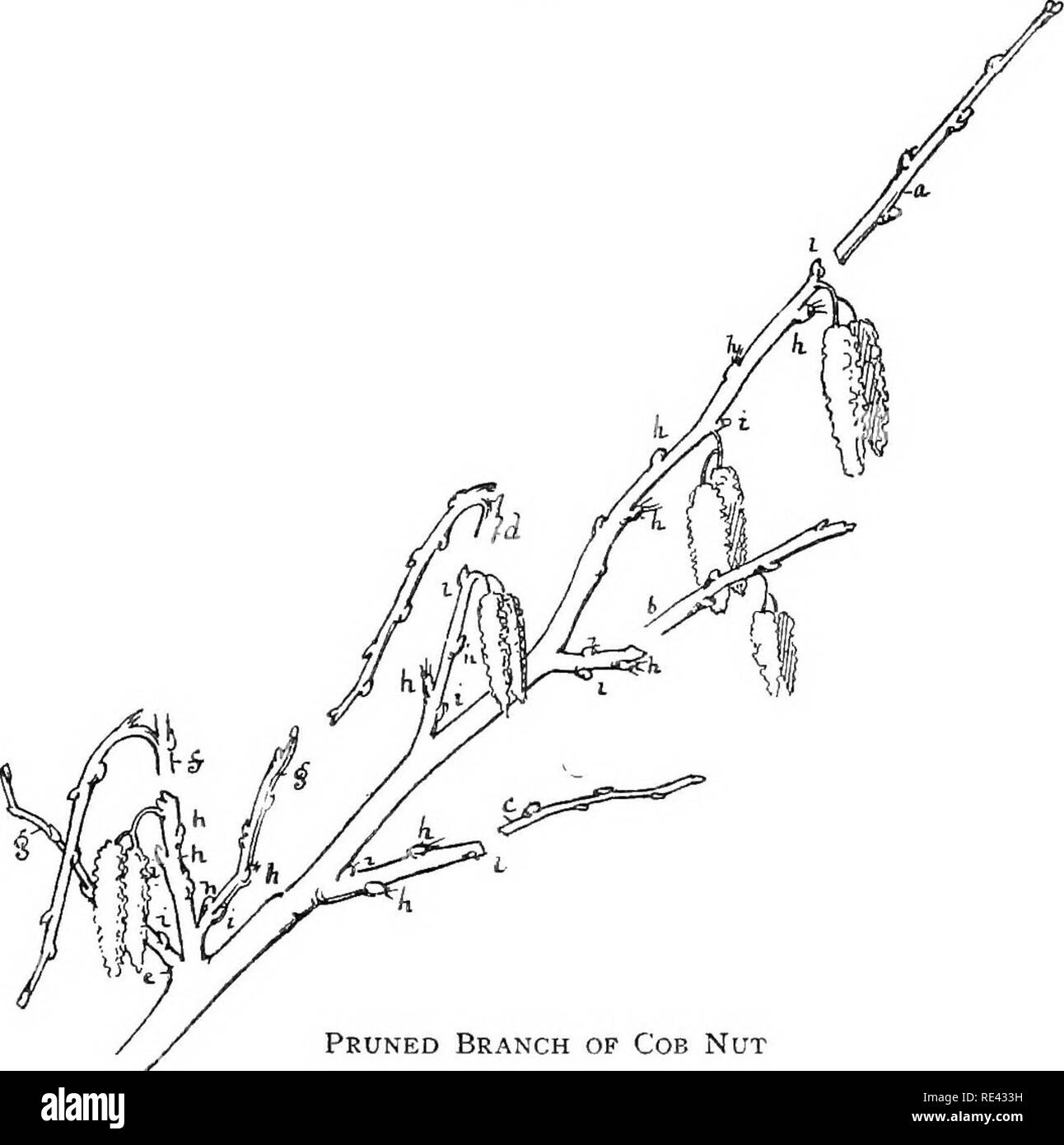 . Le jardin de fruits. La culture des fruits, des fruits des arbres. Chapitre X L'ÉCROU PAR GEORGE BUNYARD s/n les noix et noisettes coupe et à exiger plus que tout autre arbre fruitier. Lors de la réception de la pépinière ces arbres ont une petite tête sur un. Direction générale de l'PsuNED s/n de l'écrou (a) un leader raccourcie pour chatons avec bud bois produite à partir de base { ; d) tirer sur le côté latéral ou stimulé en étroite collaboration ; (c) l'analyse côté réduit à un bois bouton ; (d) tirer longtemps taillé pour sécuriser chatons, le tournage ayant été ventilé en été de concentrer énergies en fleurs inférieures ; [e] one-year-old épi sur deux ans ; bois (/) shoo Banque D'Images