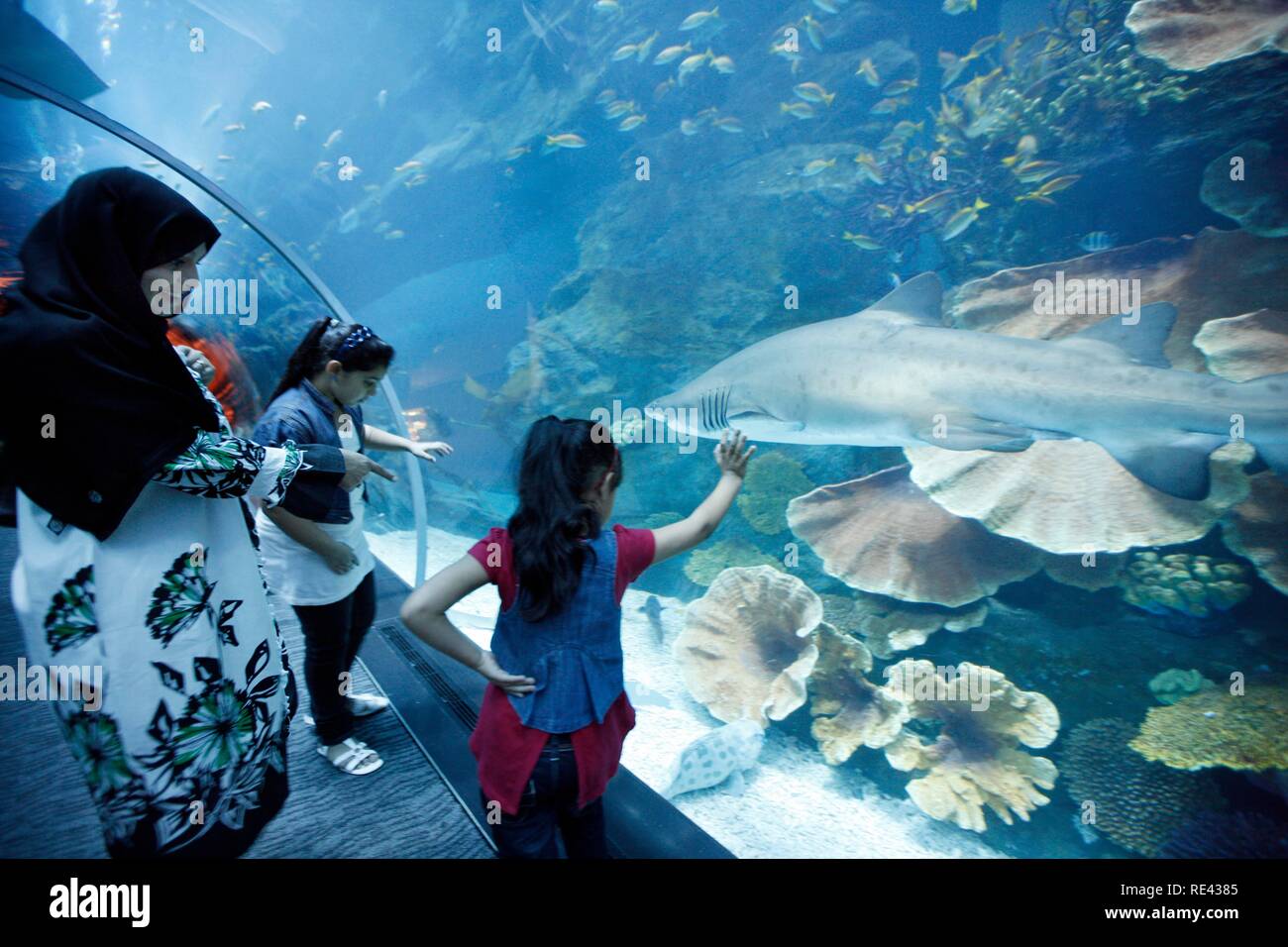 Shark Dubai Aquarium And Underwater Zoo Banque d'image et photos Alamy