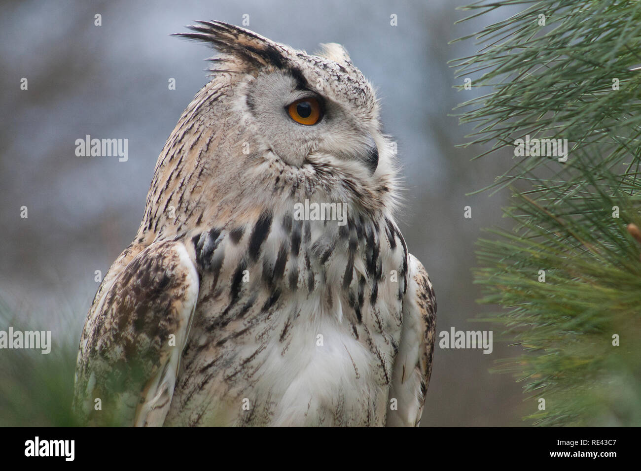 Hibou de l'aigle de Sibérie x de Turkmène Banque D'Images