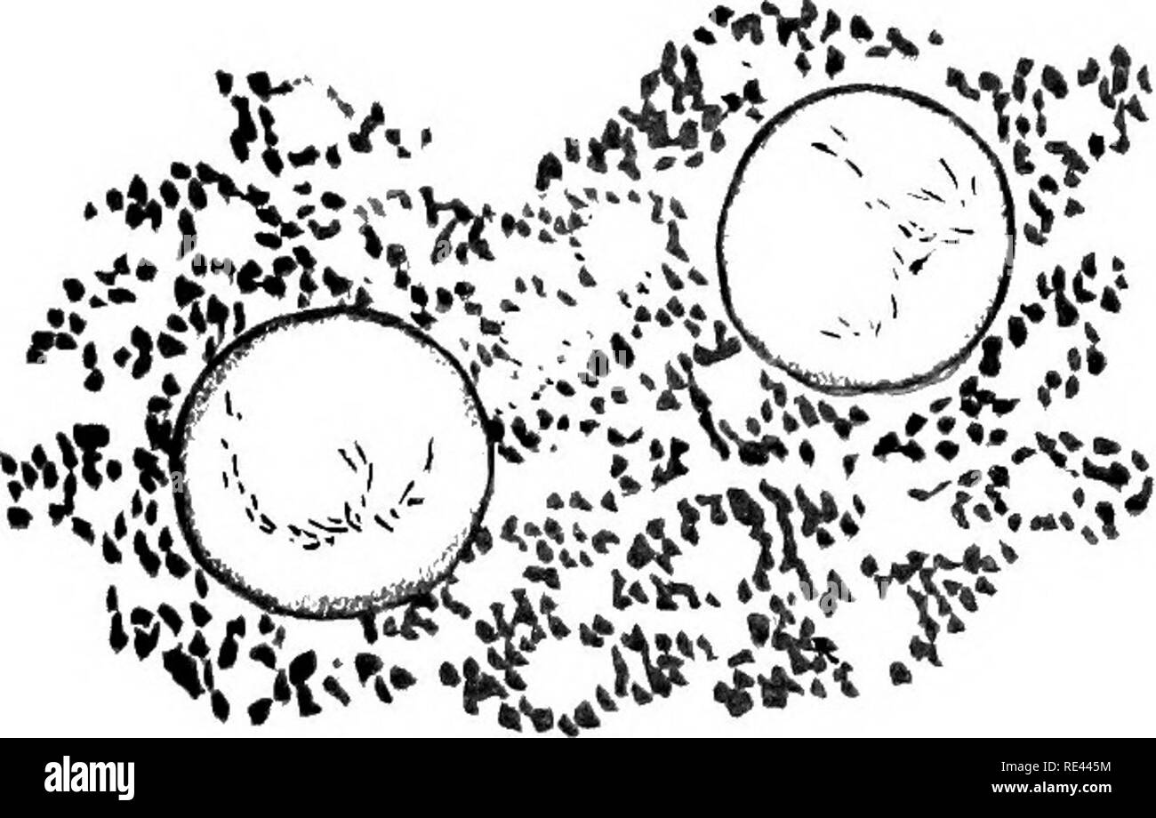 . L'étude pratique de la malaria et d'autres parasites du sang. Le paludisme, les moustiques ; Trypanosoma ; du sang. Plnh-IL.. Veuillez noter que ces images sont extraites de la page numérisée des images qui peuvent avoir été retouchées numériquement pour plus de lisibilité - coloration et l'aspect de ces illustrations ne peut pas parfaitement ressembler à l'œuvre originale.. Stephens, John William Watson, 1865- ; Christophers, S. R. (Samuel Rickard), 1873- ; École de médecine tropicale de Liverpool. Londres, publiée pour l'Univ. Press de Liverpool par Williams &AMP ; Norgate Banque D'Images