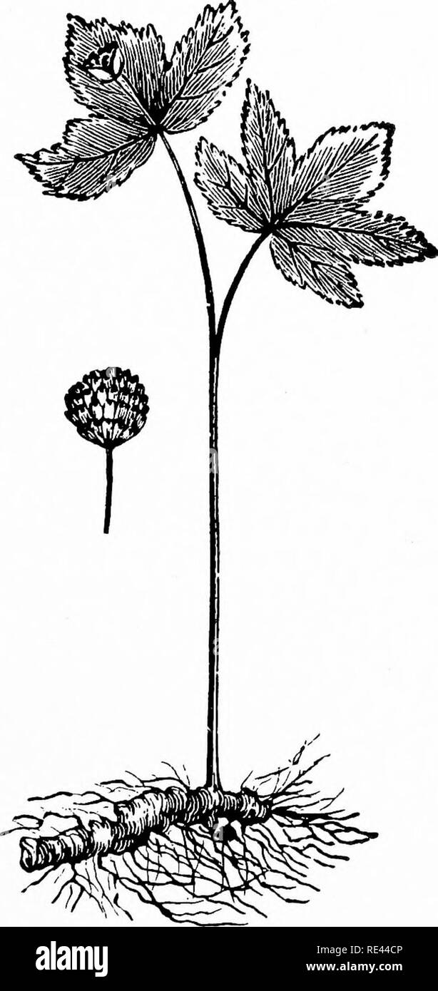 . L'hydraste du Canada et de Ginseng Growers' Guide. Le ginseng, l'hydraste du Canada. Fig-. J.-,. Joint d'or. Plante, racine et de semences cluster.-Voir paife H. (de cultures spéciales.). Veuillez noter que ces images sont extraites de la page numérisée des images qui peuvent avoir été retouchées numériquement pour plus de lisibilité - coloration et l'aspect de ces illustrations ne peut pas parfaitement ressembler à l'œuvre originale.. Koehler, John Henry, 1866-. Wausau, Wisconsin , P. F. Stolze Banque D'Images