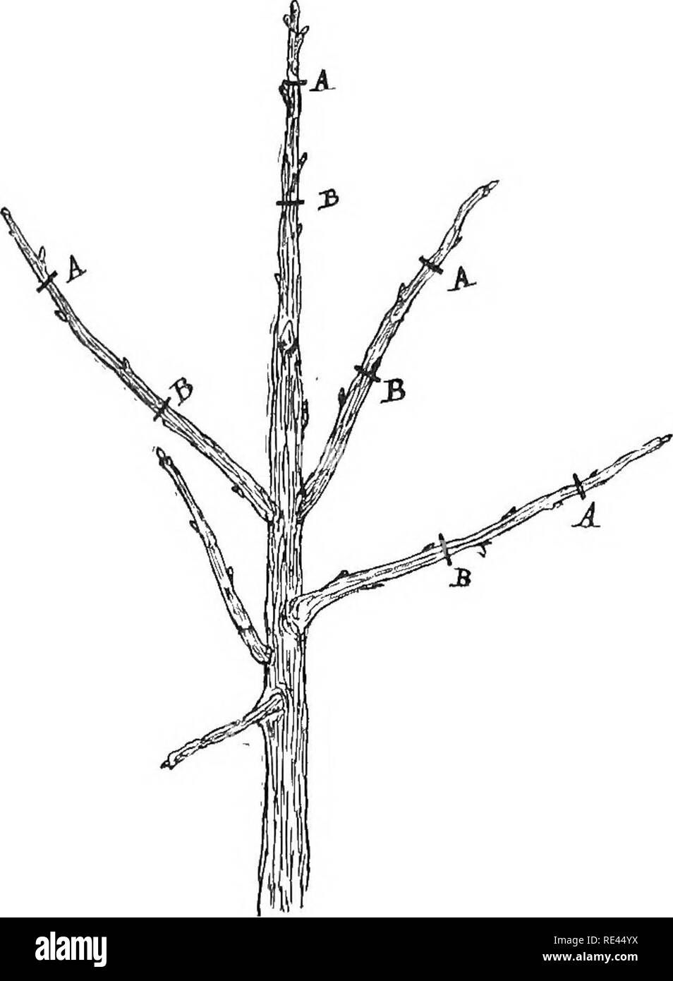 . La culture d'arbres fruitiers en pots. La culture de fruits ; plantes, en pot. 50 ARBRES FRUITS POTS IX [CH. Bon nombre de ces pousses, et renoncer à celles de plus grande taille. Abricots forment généralement une abondance de yeux triple, à whicli cas la seule chose nécessaire est d'élaguer l'arbre de manière à former une bonne traction. A.APPLE NJ) PEAli (1). arbre. La meilleure forme d'augmenter l'abricot est bush^ ou demi-norme. Ils ne font pas de bons pyra- Tim. Les informations suivantes vous aideront à expliquer la routine de l'élagage roper pot d'autres arbres. Les pommes. Veuillez noter que ces images sont extraites de la page numérisée des images qui Banque D'Images