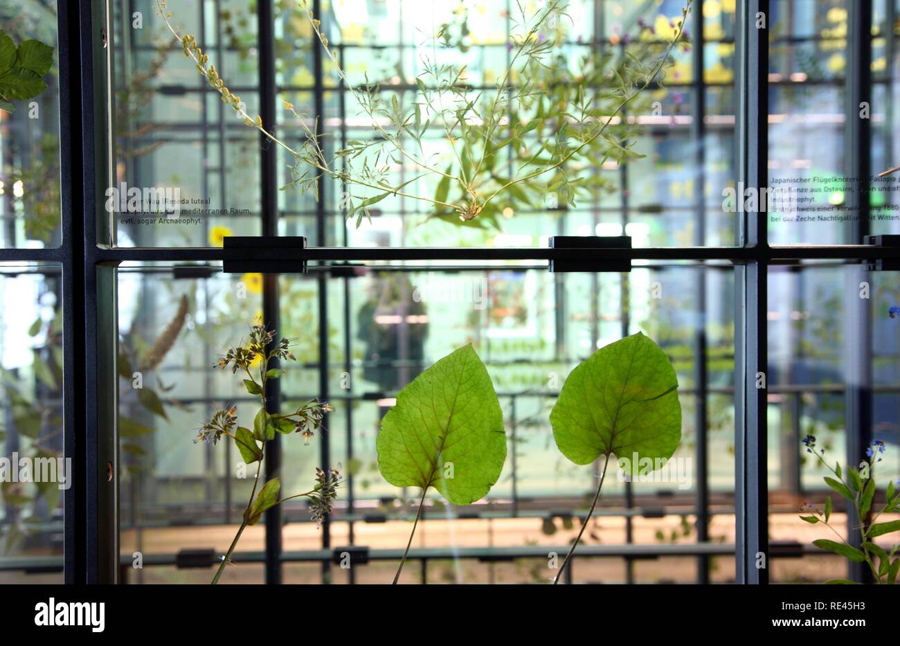 Le nouveau musée Ruhrmuseum, ouvert en janvier 2010, l'année capitale, dans l'ancienne usine de lavage du charbon de la Zeche Banque D'Images