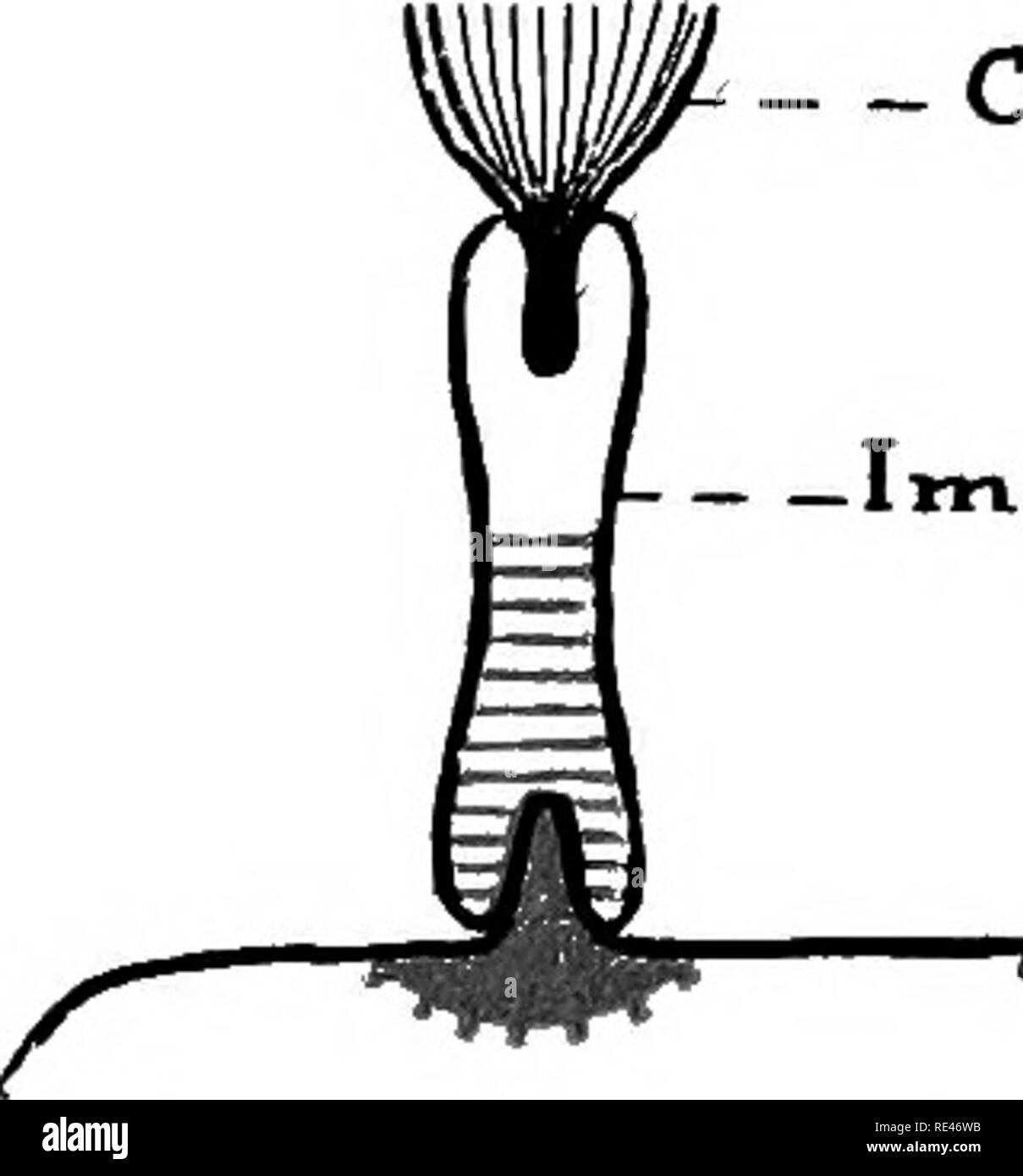 Un texte-livre de bactériologie ; un traité pratique pour les étudiants et  les praticiens de la médecine. La bactériologie. BodyCcU Fig.  57.-Conception d'Ehrlich op Cell-Receptors, donnant lieu à l'immunisine  lytique (Haptines