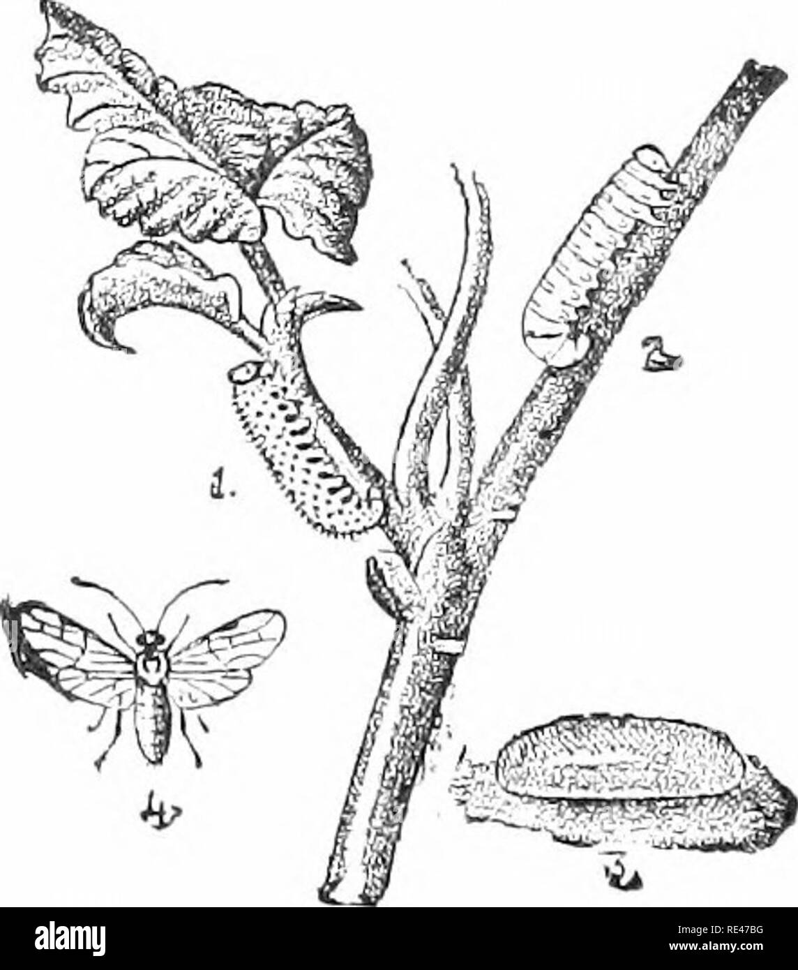 . La culture fruitière : pratique et scientifique, pour les producteurs de fruits et d'autres. La culture de fruits. La tenthrède du groseillier.. Certains 60 œufs d'Savpfly Groseille Groseille sur le dessous de la feuille. 1. et 2. La larve en fin de croissance. 3. Cocoon. 4. Vu la mouche- {ou insecte parfait).. Veuillez noter que ces images sont extraites de la page numérisée des images qui peuvent avoir été retouchées numériquement pour plus de lisibilité - coloration et l'aspect de ces illustrations ne peut pas parfaitement ressembler à l'œuvre originale.. Cecil H. Hooper, Londres, la presse Lockwood Banque D'Images