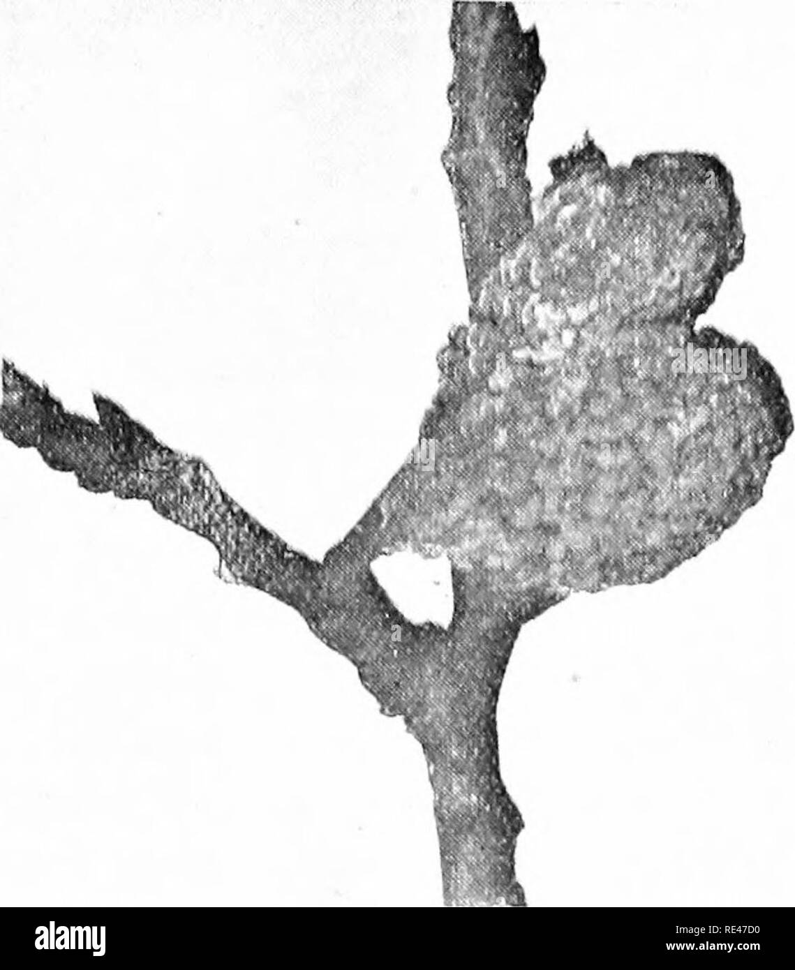 . La culture fruitière : pratique et scientifique, pour les producteurs de fruits et d'autres. La culture de fruits. FiG. 5.-Deux Prunes momifié de pustules de Monilia. Oinerea fection, p. ex., les fruits momifiés (voir Fig. 6), Dead spurs, brindilles et chancre. La maladie de la feuille d'argent. Une maladie, qui doit maintenant être familier à tous ceux qui cultivent des pruniers et contre laquelle le producteur devrait exercer des mesures drastiques, qui est connu sous le nom de " La Feuille d'argent maladie", du fait que les feuilles de l'arbres atteints ont un éclat argenté, montrant un contraste frappant avec les feuilles vert foncé des arbres sains. Victo Banque D'Images