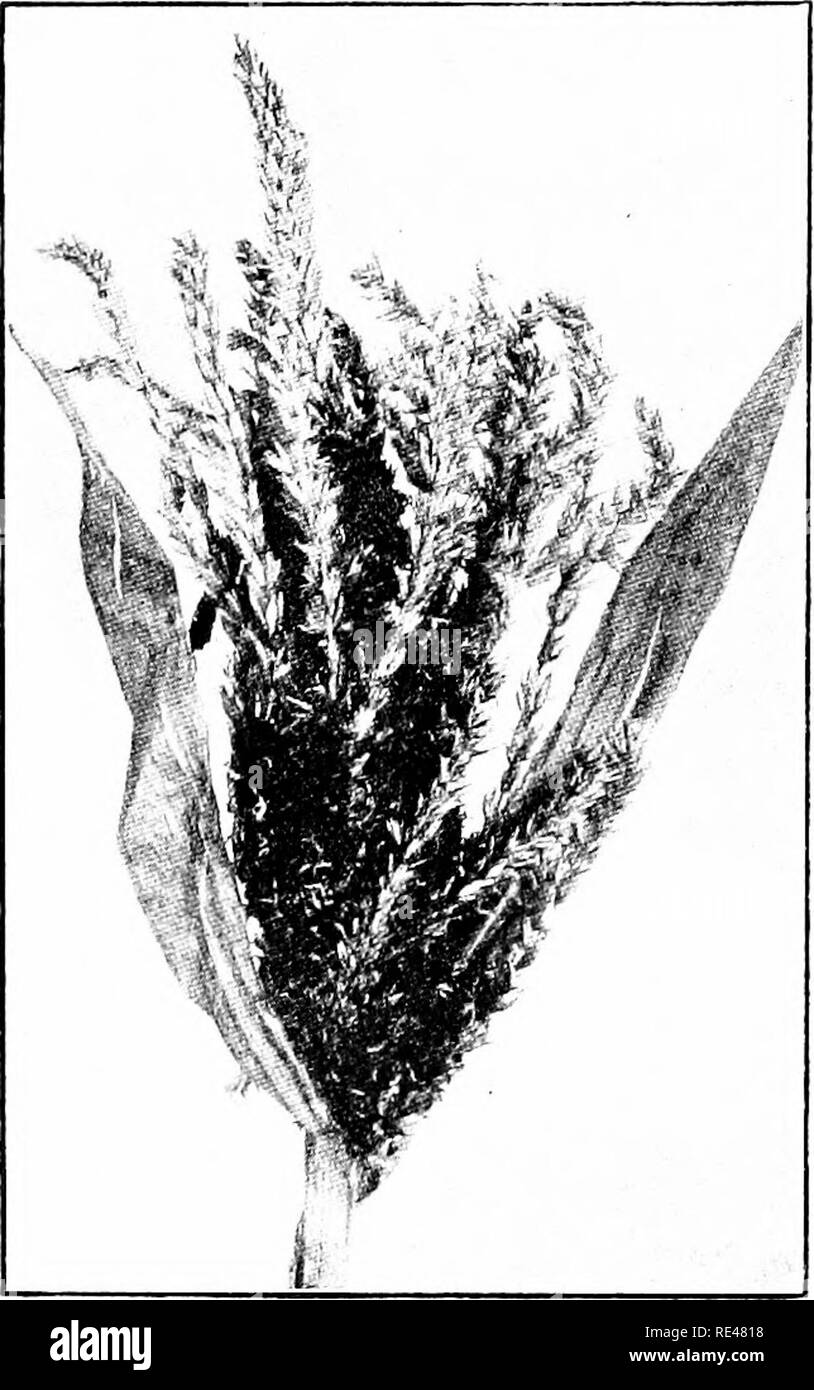 . Maïs ; son histoire, la culture, la manutention, et utilise, avec référence spéciale à l'Afrique du Sud ; un texte-livre pour les agriculteurs, les étudiants et les enseignants de l'agriculture, de l'étude de la nature. Maïs, maïs. Maïs 4io CHAP. X. sur la surface de l'envahi les pièces comme une masse de poussière noire. Pour citer M. Pole Evans (i, 2 et 3) : " La poudre noire ou de charbon est constitué d'une multitude d'organes de reproduction microscopique, com- monly connu comme les spores. Ils servent à propager le champignon et la maladie- dissemin,tand correspondent en fonction à graines dans les plantes supérieures. Chaque spore est brun et spheri- cal, et mesures Banque D'Images