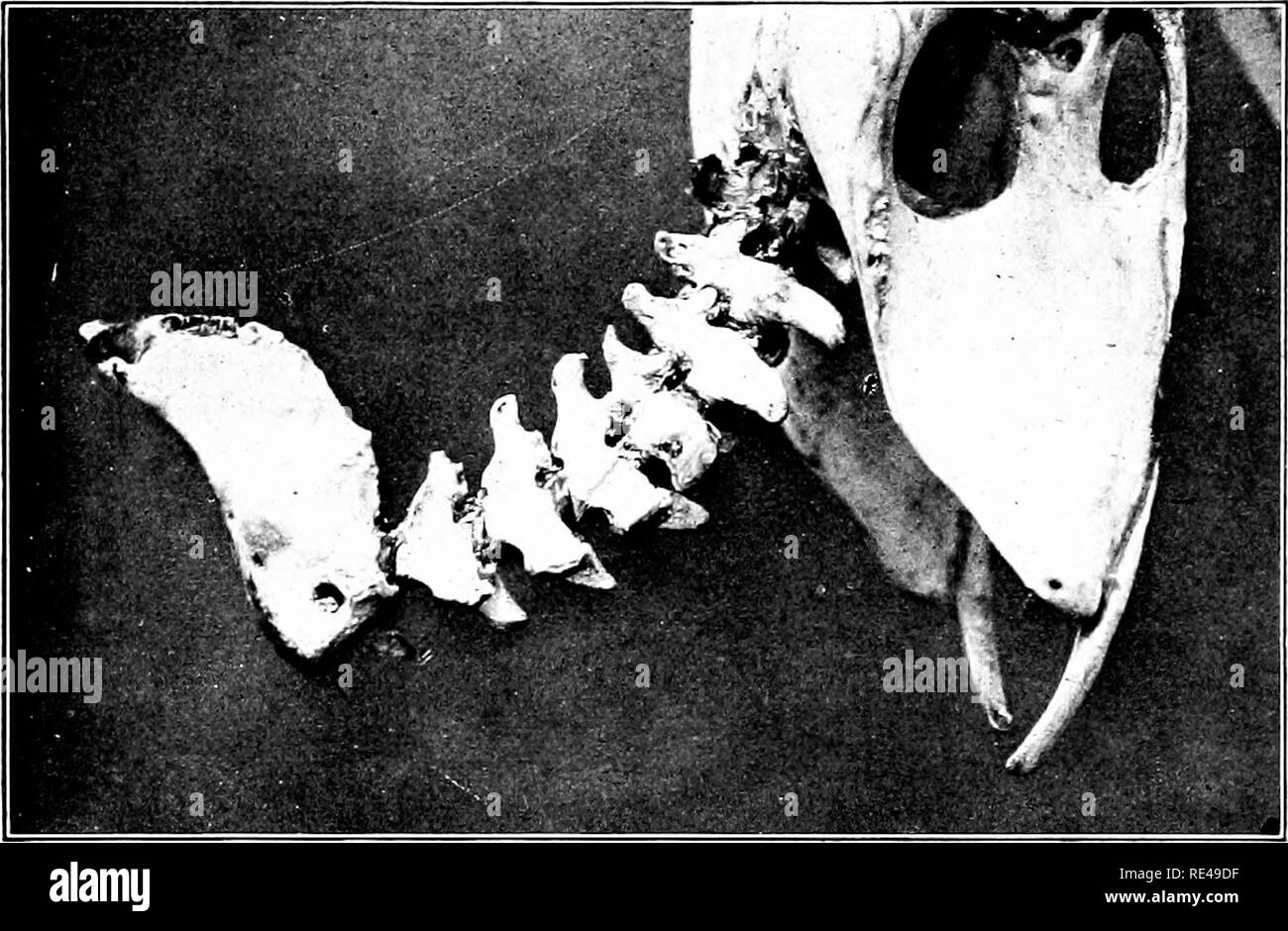 . L'oiseau, sa forme et sa fonction. Les oiseaux. Tails 403-caudales. Mention n'est ici faite de ces en raison de la part importante qu'ils prennent dans certains sham tails qui va bientôt être décrit. Dans l'embryon de la plupart des oiseaux de vol véritable la queue- pointe de l'arrière-os est représenté par six ou dix pièces distinctes, qui, avant le poussin sort de l'oeuf, le fusible dans le soc de l'os. Dans l'autruche de oiseaux. Fig. .317.-tail-os de Pygargue à tête blanche, .montrant une plus grande fusion et une spécialisation plus poussée que dans la Fig. 316. Ces petits os fusible jamais, mais rester séparés tout au long de la vie : une characte reptilien Banque D'Images