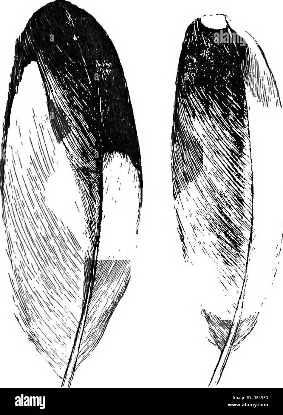 . La distribution géographique de la famille des Anatidés, ou, les pluviers, bécasseaux, bécassines, et leurs alliés . Les oiseaux de rivage. Euc0EITJ8, 235 » Suhgeneric ^ * groupe Cursorii* : sans mains pectorales. Le Centre ÉPIC. secondaire. C. chalcopterus. C. gallicus. CURSORIUS GALLICUS. CBEAM-COLOTJBED COUBSHB. CuRsoRius axillaribus subalaribusque nigris. Le diagnostic. Un ornithologue russe (Zaroudiioi, Bull. Soc. Imp. Nat. Mosc. Ixi. p. 327) décrit une Variations. D'Akhal Tekeh courser, dans le bassin de l'Mourgab Eiver sur les frontières de la Perse, Turkestan comme isahellinus Cursorius bogolubov, var. Banque D'Images