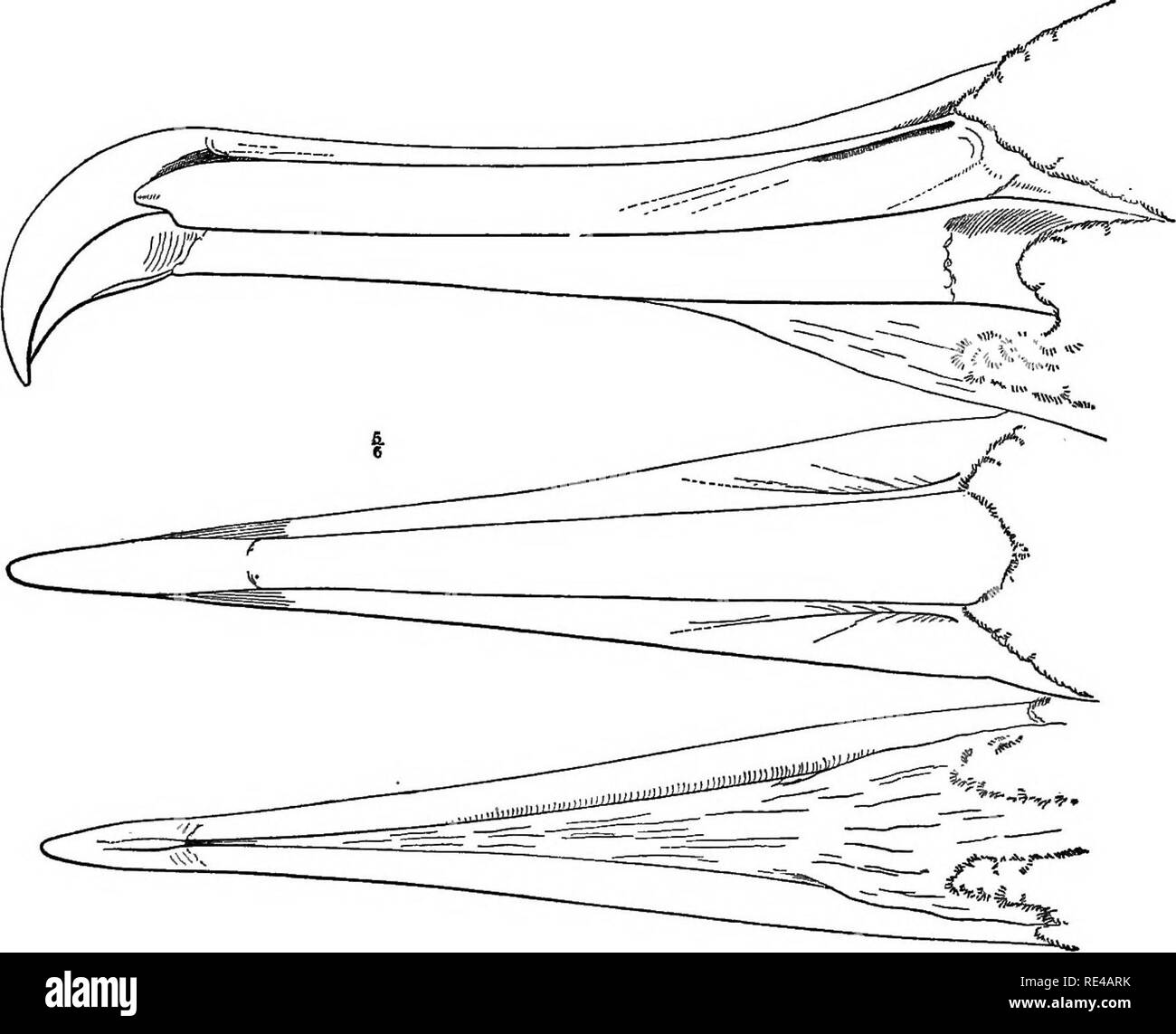 . Un manuel d'oiseaux de l'Amérique du Nord. Les oiseaux. I. Phaetlion flavirostris.. 2. Fregata aquila.. Veuillez noter que ces images sont extraites de la page numérisée des images qui peuvent avoir été retouchées numériquement pour plus de lisibilité - coloration et l'aspect de ces illustrations ne peut pas parfaitement ressembler à l'œuvre originale.. Ridgway, Robert, 1850-1929. Philadelphie, J. B. Lippincott Company Banque D'Images