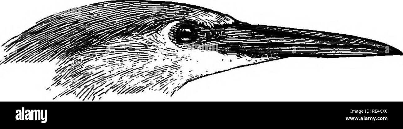. Les oiseaux. Les oiseaux. J3UBU10TJS. 389 1562. Bubulcus coromandus. Le Héron garde-boeuf. Â¢Cancroma coromanda, JBodd. Tabl : PI. L'enl. p. 64 (1783). Hérodias, bubulciia^^d ap Blyth, no de cat. p. 280 ; Irby, Ibis, 1861, p. 245 ; raeo Ardea bubulcus, Aud. Buphus coromandus, Alexander Mack, B. I. III, p. 749 ; Stoliczha, J. A. 8. B. ^1, pt. 2, p. 254 ; Butler, S. F. iv, p. 23 ; Fairbank, ibid. p. 263 ; Hume Sr Lav. S. F. vi, p. 481 ; Ball, S. F. vii, p. 230. Bubulcus coromandus, Hume, S. F. i, p. 266 ; Adam, ibid. p. 399 ; fredonne, S. F. II, p. 309 ; ibid., p. 434 BaU ; Armstrong, S. F. iv, p. 349 ; S. Cripps, I. vii, p. 307 ; Hume, C Banque D'Images