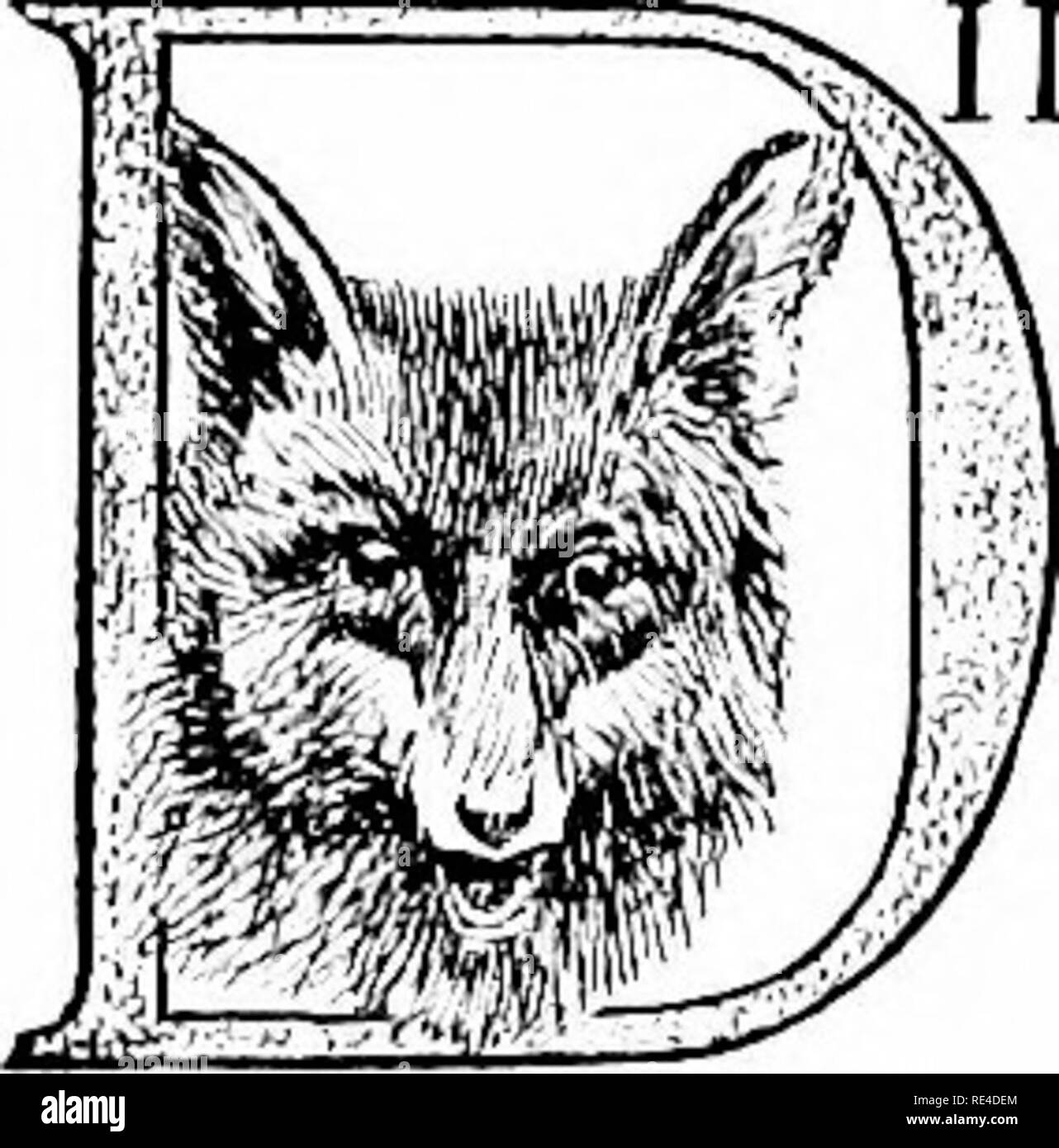 . Bois de folk. Le comportement animal. Bois de folk. I. FOX-MANIÈRES.. ID vous jamais rencontrez un fox face à face, en faisant levier sur- tout autant que lui-même ? Si oui, vous avez été très impressionné, sans doute, par sa parfaite dignité et l- possession. Voici comment la réunion est généralement livré sur. Il s'agit d'une après-midi de la fin de l'hiver. Vous êtes balançant rapidement au cours des pâturages de montagne, ou flâner le long de la vieille route sinueuse à travers les bois. La couleur s'approfondit dans l'ouest ; les pins poussent black contre elle ; le brun riche de la feuilles de chêne semble glow partout dans la dernière lumière douce ; et le mystère qui ne Banque D'Images