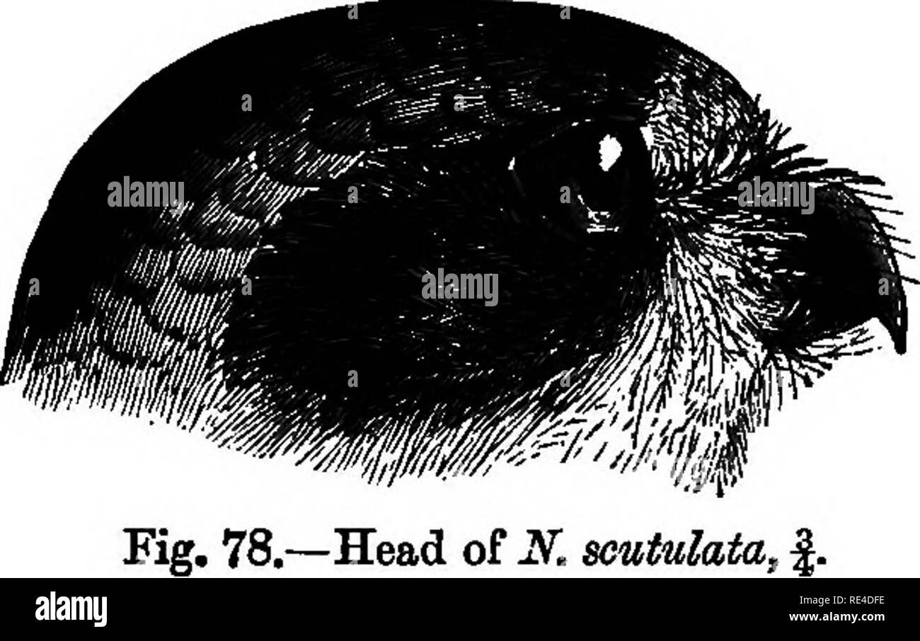 . Les oiseaux. Les oiseaux. 310 4SI0NIDJE. Ninox burmanica, Hume, S. F. iv, p. 285 ; Hume Sf Dav. 8. F. yi^ p. 40 ; Hume, no de cat. 81 ter ; Bingham, S. F. ix, p. 148, Hume^^.t tbid. 245 ; F. S. Cripps, xi, p. 24. Ninox innominata, Hume, S. F., p. 286 ; v, p. 16. Bace Andaman. Ninox affinis, Tytler, Beavan, Ibis, 1867, p. 316 ; Hume Bough, Notes, p. 421 ; Walden, Ibis, 1874, p. 129, pi. v ; Sharpe, Cat. M. B. ii, p. 165 ; Himie, S. F. II, p. 152, iv, p. 286 ; vii, p. 364,- ; id. No de cat. 81 quat. ; Qumey, ibw, 1884, p. 170. ' Ninox hirsuta (Temm.), Ball, S. F. i, p. 54. Choghad besra, H. ; pechak pdncha ou Kal, Ben Banque D'Images