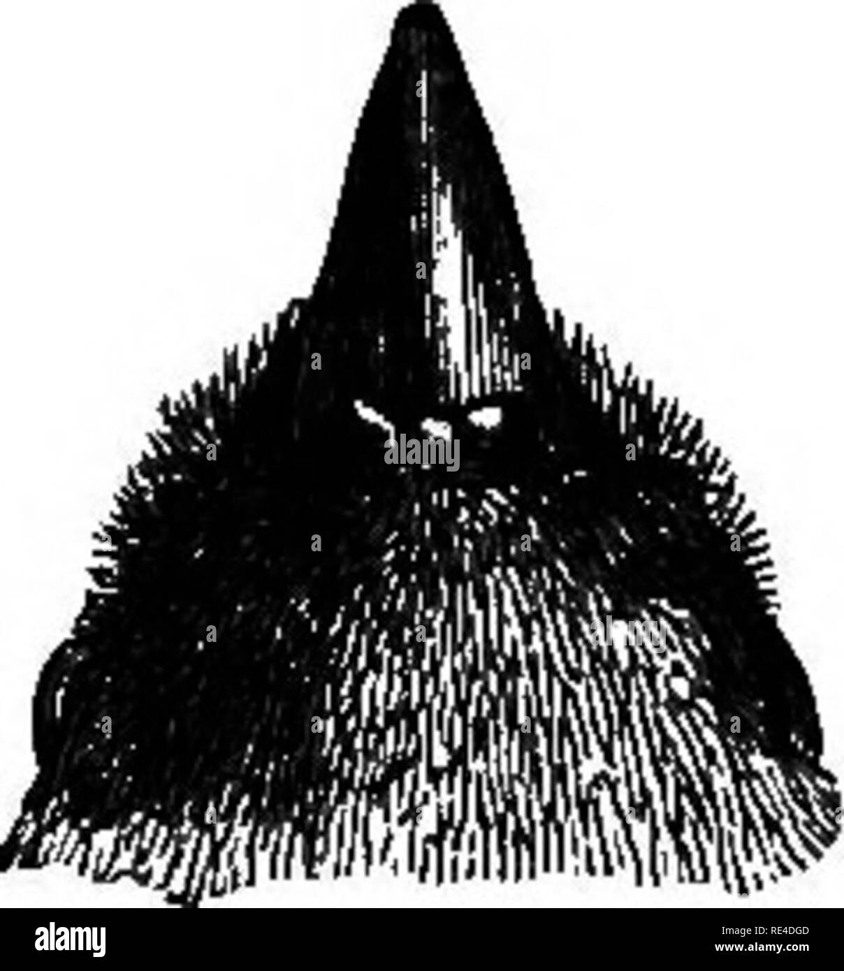 . Les oiseaux. Les oiseaux. lOBIOIJLTJS. 261 throiighout ce genre s'étend la plus grande partie de l'Oriental Tegion et dans le cadre de la. Deux espèces d'environ vingt qui sont connus se produisent dans nos limites. Clé des espèces, n. Vert d'vemalig Z., p. 261, i. Rouge Couronne L. indicus, p. 262. 1150. Loriculis vernalis. L'Indien Loriquet. Psittacus vernalis, Sparrm. Mm. Carh. no. 29 (1787). Loriculus vernalis, Blyth, p. 10 ; cat. Horsf. 8f M. Cat. II, p. 627 ; Alexander Mack, B. I. i, p. 265 ; Blyth, Ibis, 1863, p. 6 ; Walden, P. Z. 8. 1866, p. 538 ; 1873, p. 298 ; Beavan, Ibis, 1867, p. 320 ; 1869, p. 412 ; Hu Banque D'Images