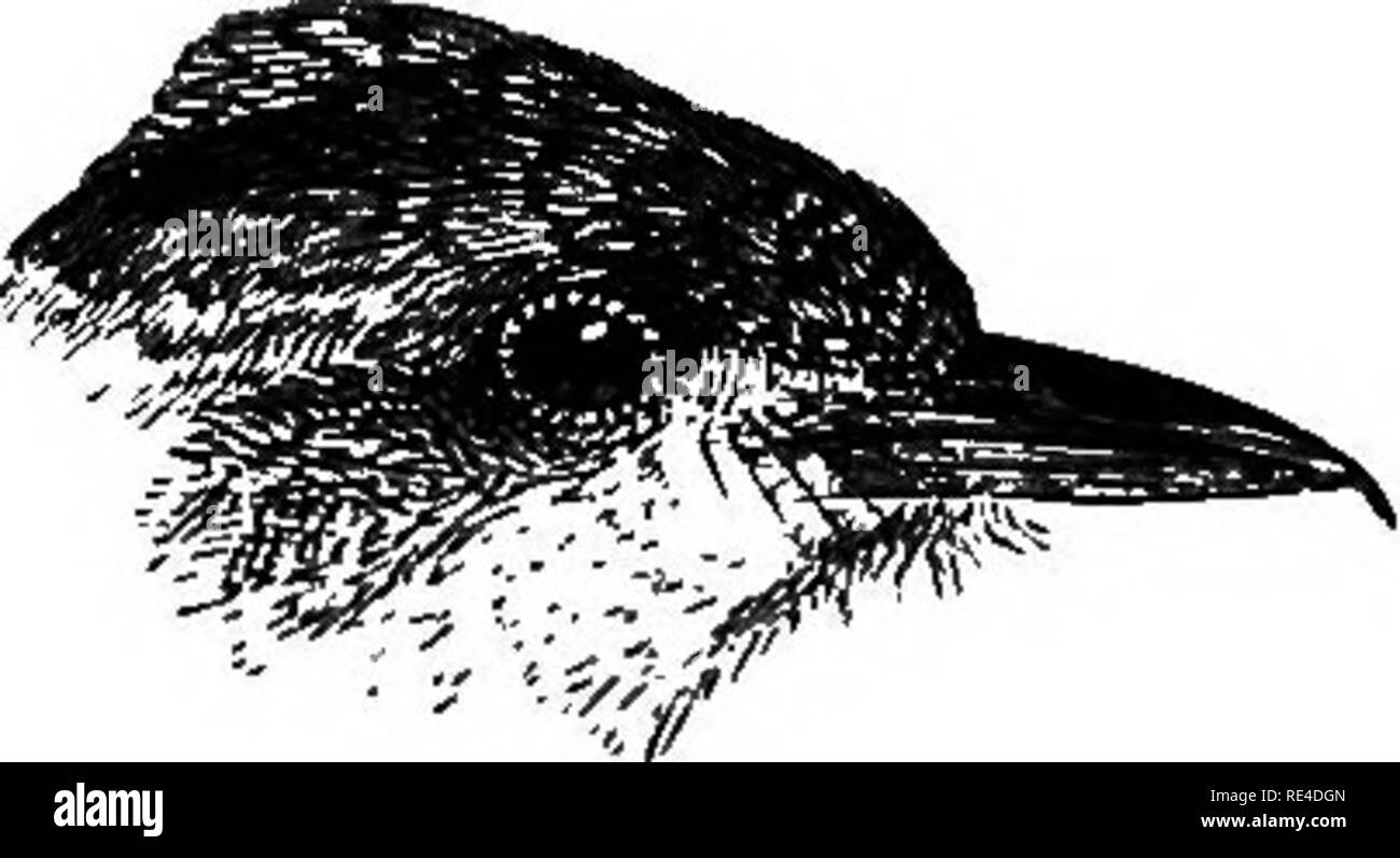 . Les oiseaux. Les oiseaux. nBEPOENIS. Longueur 219 5-2 ; queue 1'8 ; 2-4 ; aile tarse -8 ; le projet de loi d'ouverture de la "6. La distribution des pièces plus Muleyit Tenasi en montagne serim. Genre, HERPORNIS Hodgs., 1844. Le genre Herpornis ne contient qu'une seule espèce, trouvés dans l'Himalaya et de la Birmanie, et s'étendant le long de la péninsule malaise. Cette espèce est représentée en Chine et à Bornéo respectivement par deux sous-espèces. Dans Herpornis la loi est presque aussi longtemps que la tête, mince mais bien se pencha à l'extrémité ; les narines sont couverts, par quelques poils frontale, et les soies sont rictal forte ; la tête est atteint ; le Banque D'Images