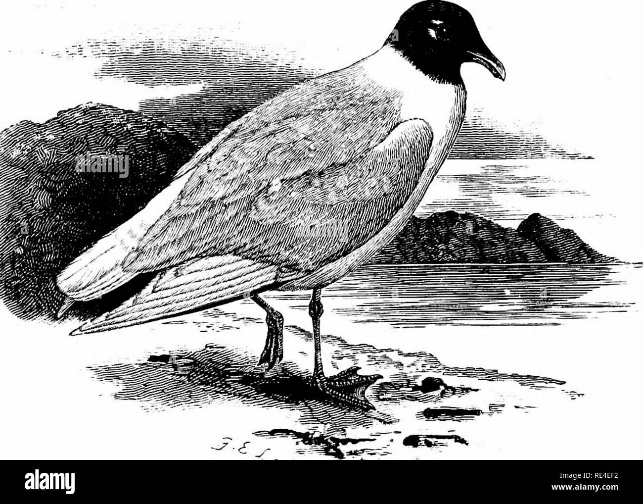 . Un manuel illustré de la oiseaux. Les oiseaux. ^ LARIDÉES.. 667. La Méditerranée mouette. Larus mjSlanoc^phalus, Natterer. Le 26 décembre 1886, M. G. Smith, de Great Yarmouth en- formé de moi qu'il venait de recevoir par exemple un adulte de cette espèce en hiver, le plumage-shot sur Breydon large ; l'oiseau a été examiné dans la chair par MM. Southwell, J. H. Gurney et autres, et par la suite, j'ai exposé lors d'une réunion de la Société zoologique de Londres. C'est la première instance authentifié de l'occurrence de la Méditerranée mouette dans les îles britanniques. Il y est, ho Banque D'Images