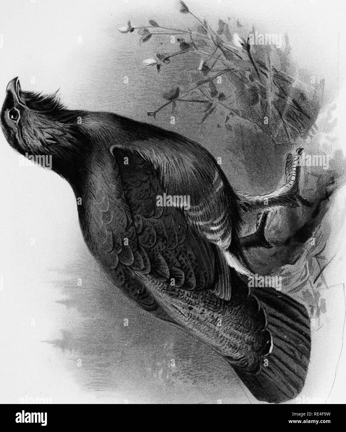 . Le gibier et la volaille sauvage des îles britanniques. Jeu et jeu-les oiseaux ; les oiseaux. &Gt ; â t-i m Q. CO. 03. Veuillez noter que ces images sont extraites de la page numérisée des images qui peuvent avoir été retouchées numériquement pour plus de lisibilité - coloration et l'aspect de ces illustrations ne peut pas parfaitement ressembler à l'œuvre originale.. Dixon, Charles, 1858-. Sheffield, Pawson &AMP ; Brailsford Banque D'Images