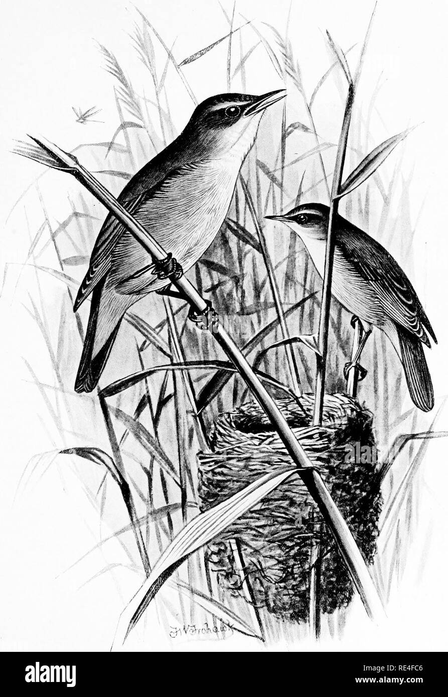 . Oiseaux britanniques avec leurs nids et leurs œufs. Les oiseaux ; les oiseaux. Reed-Warbler. Veuillez noter que ces images sont extraites de la page numérisée des images qui peuvent avoir été retouchées numériquement pour plus de lisibilité - coloration et l'aspect de ces illustrations ne peut pas parfaitement ressembler à l'œuvre originale.. Butler, Arthur G. (Arthur Gardiner), 1844-1925 ; Frohawk, Frederick William, 1861-1946. Londres, Brumby &AMP ; Clarke Banque D'Images