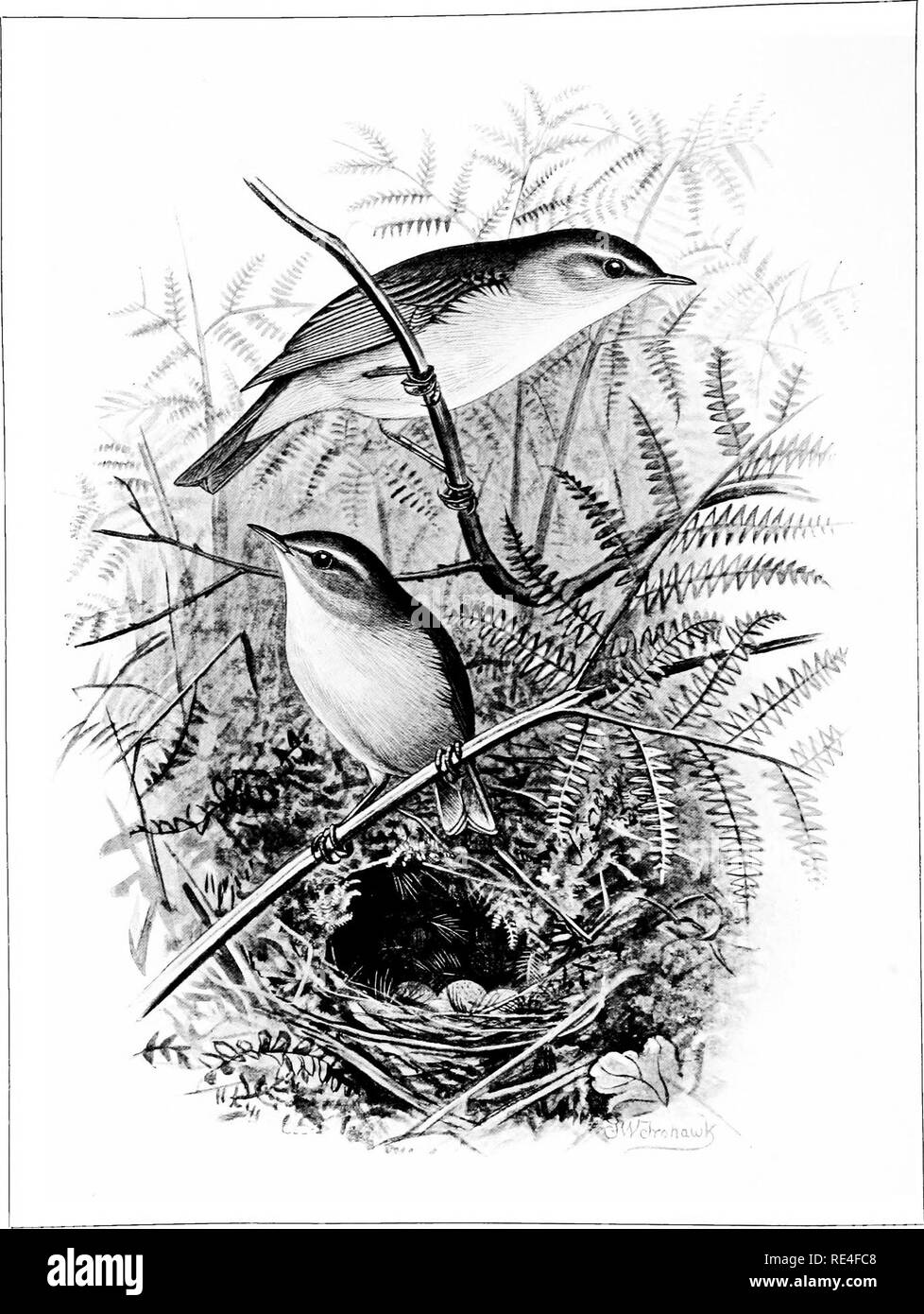 . Oiseaux britanniques avec leurs nids et leurs œufs. Les oiseaux ; les oiseaux. Willow-Warbler. Veuillez noter que ces images sont extraites de la page numérisée des images qui peuvent avoir été retouchées numériquement pour plus de lisibilité - coloration et l'aspect de ces illustrations ne peut pas parfaitement ressembler à l'œuvre originale.. Butler, Arthur G. (Arthur Gardiner), 1844-1925 ; Frohawk, Frederick William, 1861-1946. Londres, Brumby &AMP ; Clarke Banque D'Images