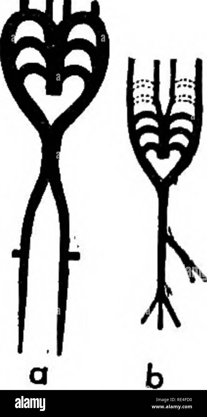 . La structure et la vie des oiseaux. Les oiseaux sauvages, l'évolution. vui L'oiseau à l'INTÉRIEUR DE L'OEUF 283 d'ici la fin de la cinquième journée le ventricule du cœur a divisé en chambres à droite et à gauche. Le septième jour l'artère menant de il suit son exemple et se divise en branches droite et gauche, qui sont tout à fait distinctes. Et de ces deux artères, qu'à partir de la chambre droite se connecte avec la sixième paire de voûtes, tandis que celui de la gauche se connecte avec les troisième et quatrième. Entre-temps, les poumons ont vu le jour, d'être dans leurs sachets d'origine formé dans l'œsophage. La sixième paire d'arches ouvrir une conne Banque D'Images